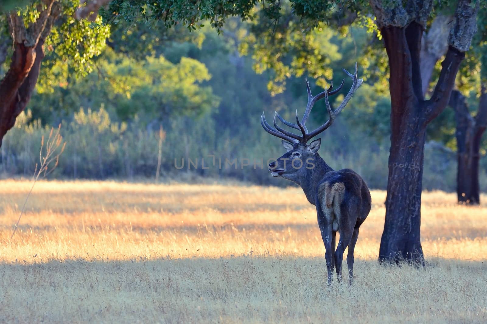 Portrait of majestic powerful adult red deer stag. by CreativePhotoSpain