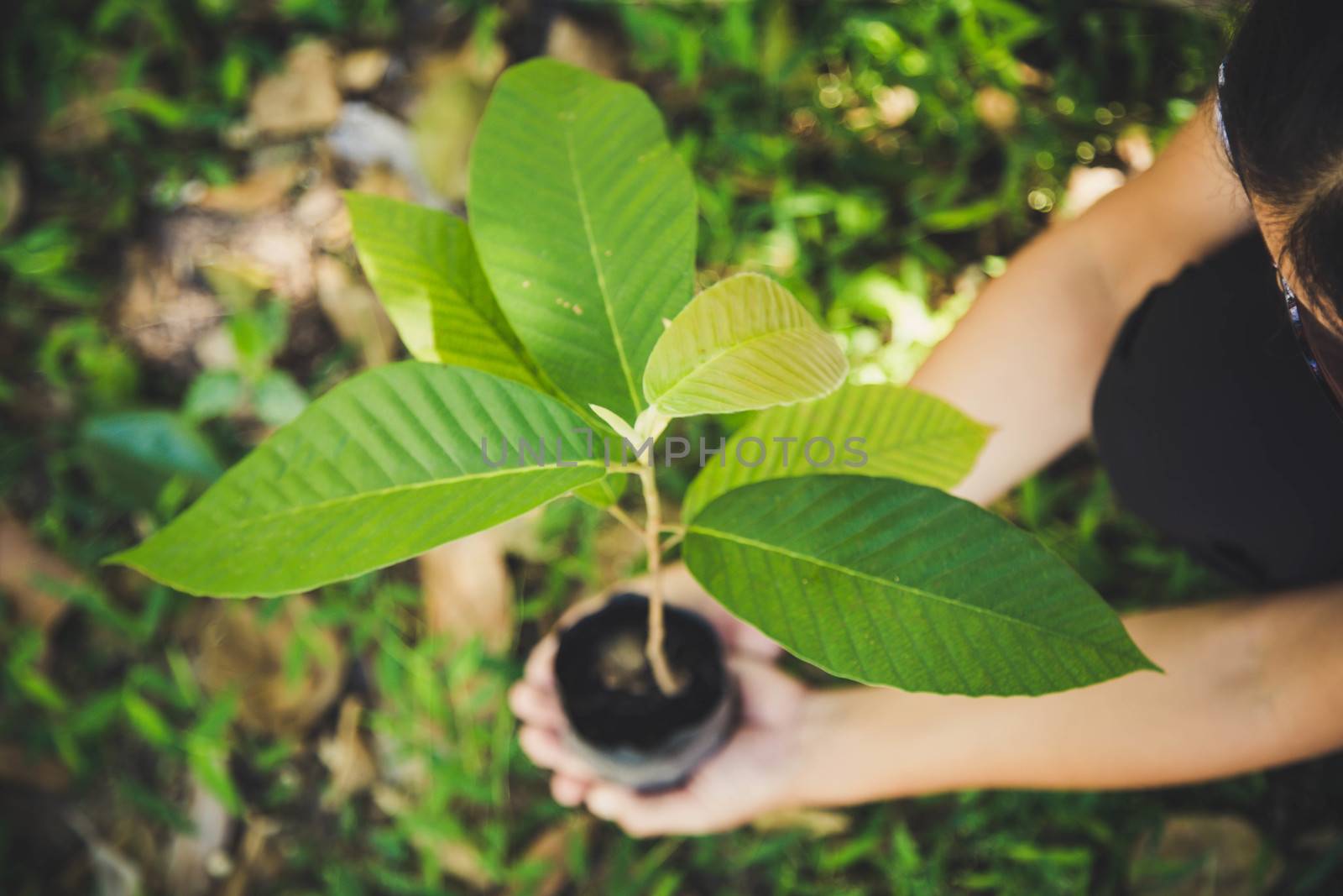 hand holding plant on nature background, concept save the world 