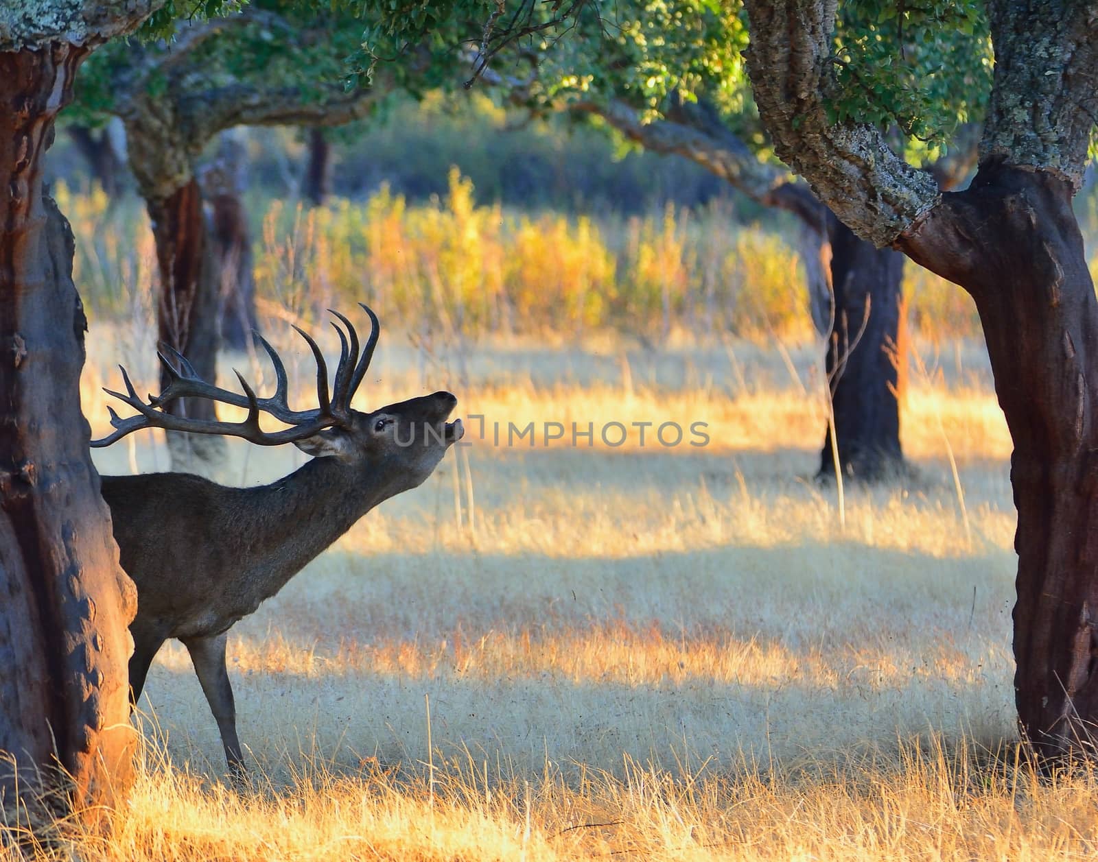 Portrait of majestic powerful adult red deer stag in autumn meadow.