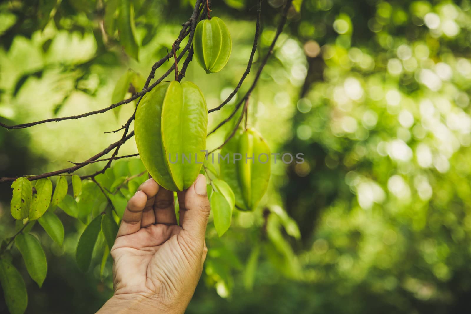 hand hold green star apple fruit on the tree. by numberone9018