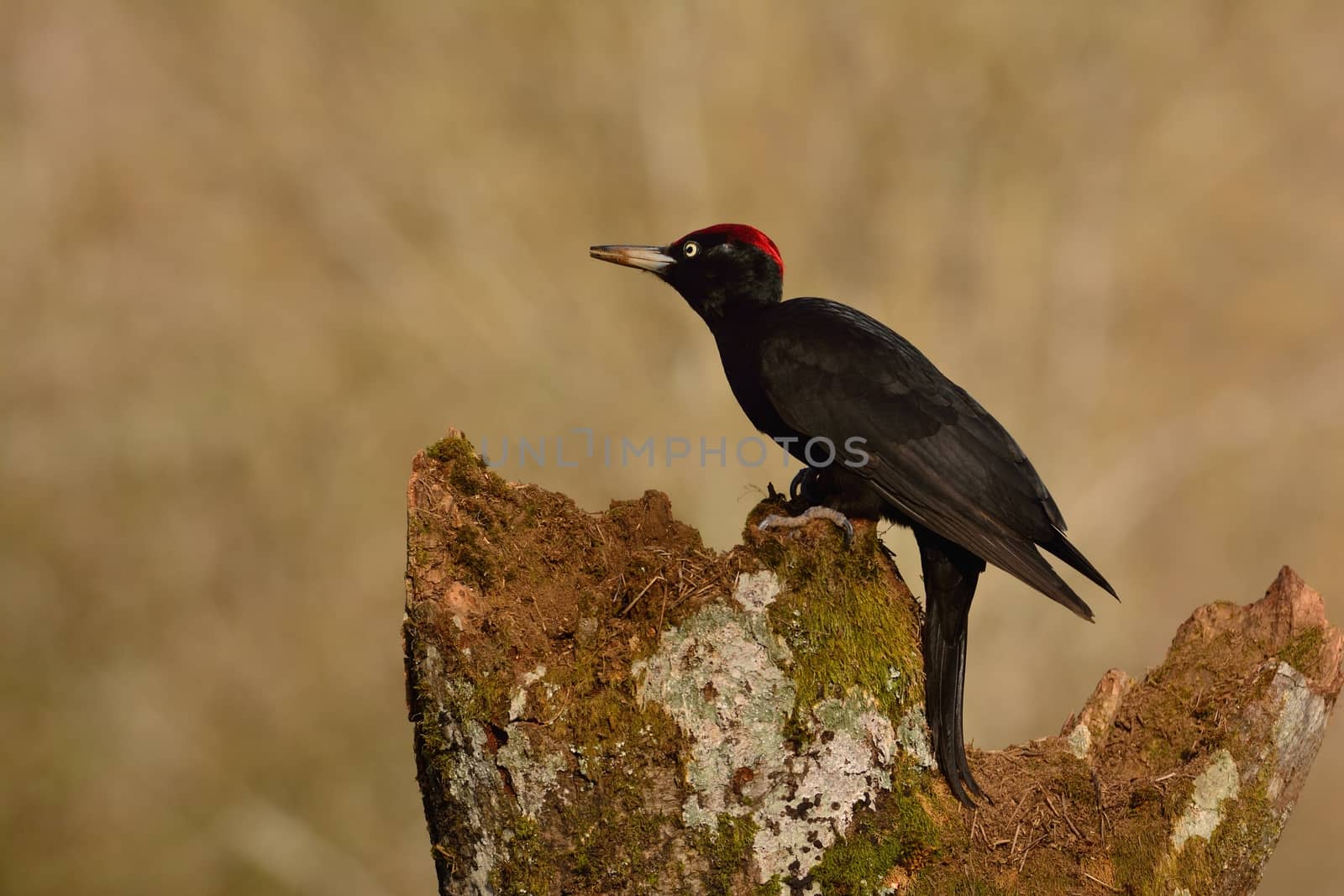 Black woodpecker, Dryocopus martius perched on old dry branch in the middle of forest with grey background