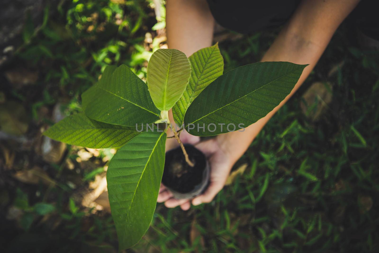 hand holding plant on nature background, concept save the world  by numberone9018