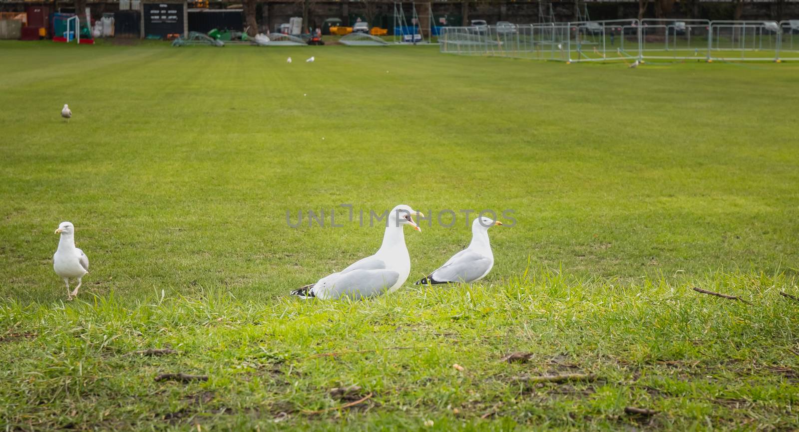 Gulls wandering on the lawn in Dublin, Irland in winter day