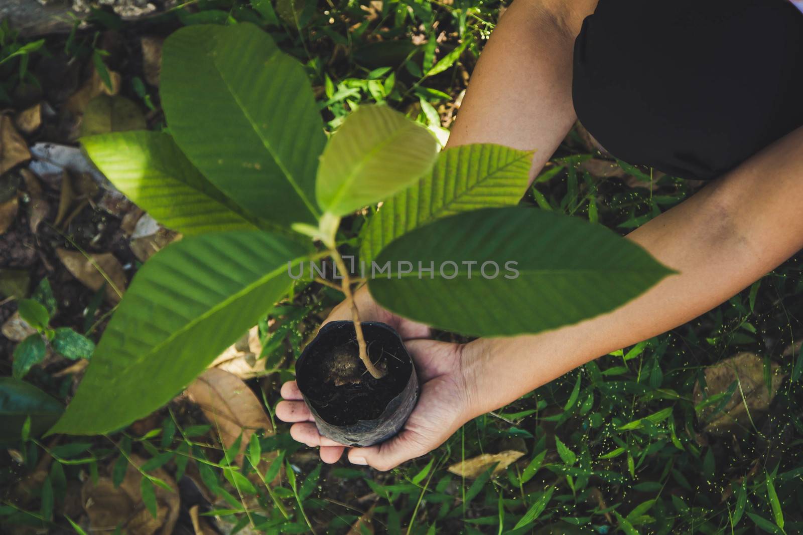 hand holding plant on nature background, concept save the world  by numberone9018