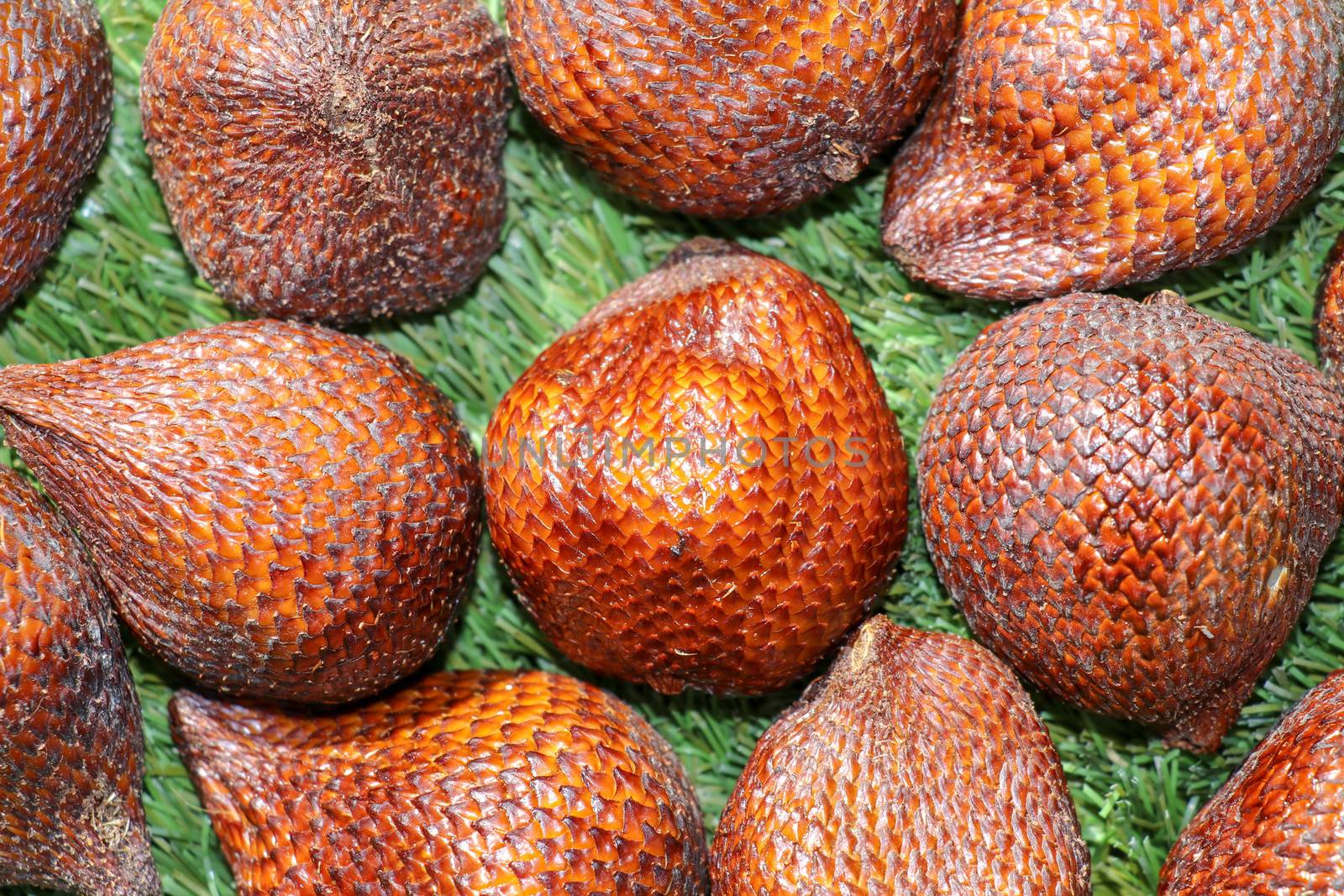 Full frame shoot of Snake fruit. Salak pondoh is one of the salak cultivars that mostly grows in area of Bali. Close up of Sweet Salacca zalacca. Taste of the Salak fruit is delicious. Best background