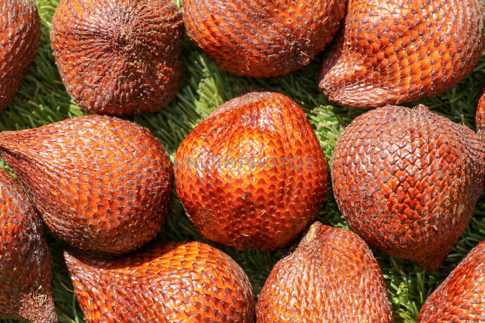 Full frame shoot of Snake fruit. Salak pondoh is one of the salak cultivars that mostly grows in area of Bali. Close up of Sweet Salacca zalacca. Taste of the Salak fruit is delicious. Best background