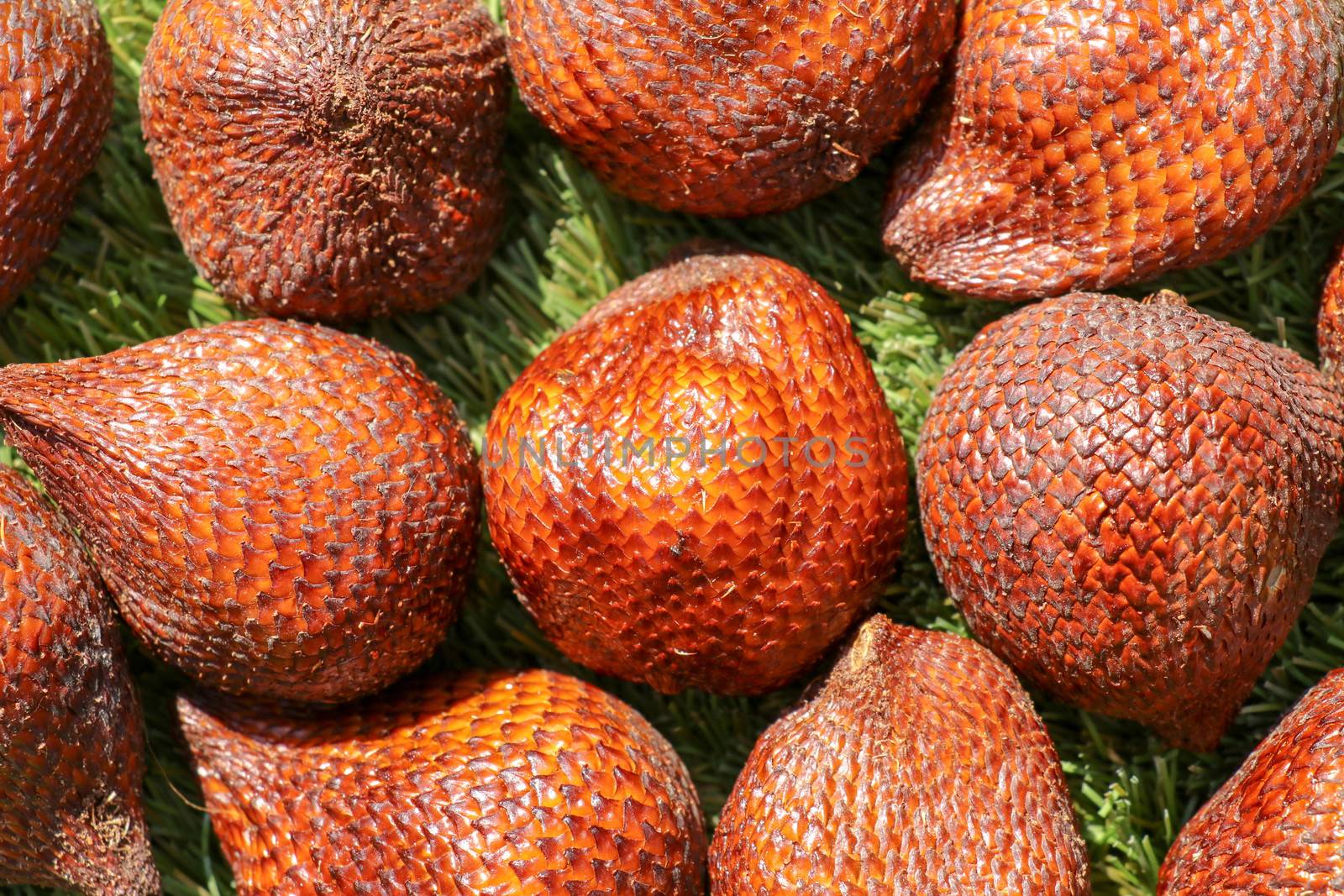 Full frame shoot of Snake fruit. Salak pondoh is one of the salak cultivars that mostly grows in area of Bali. Close up of Sweet Salacca zalacca. Taste of the Salak fruit is delicious. Best background