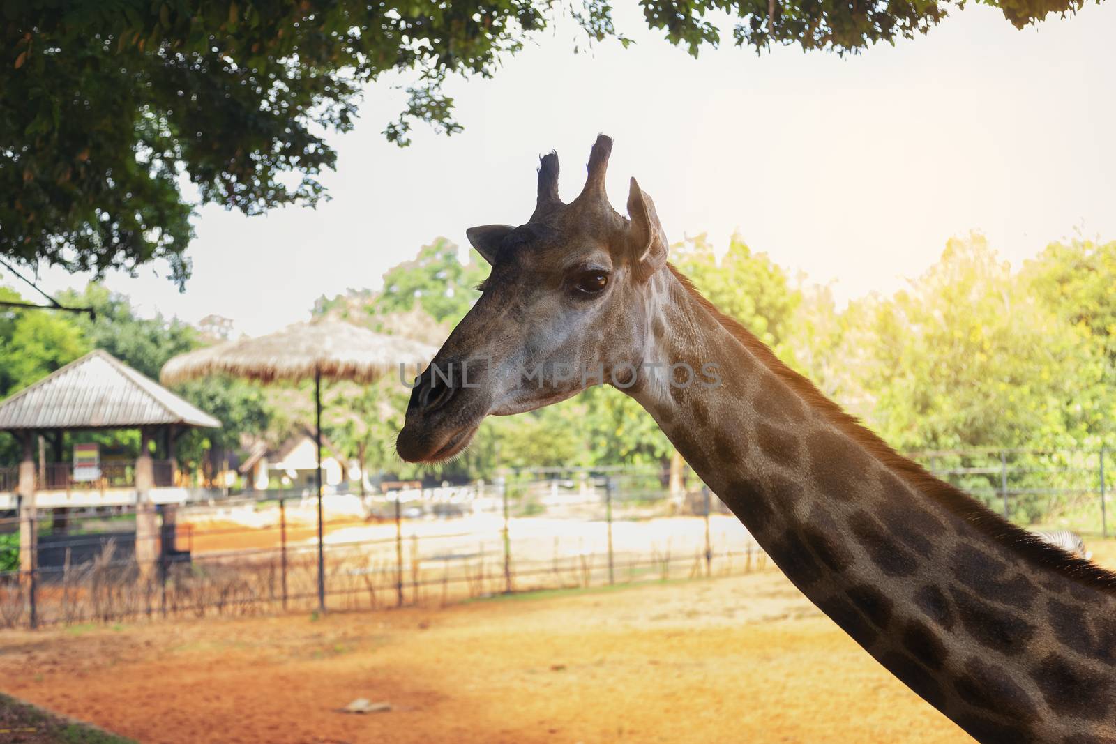 The giraffes in the zoo are looking at the camera. by numberone9018