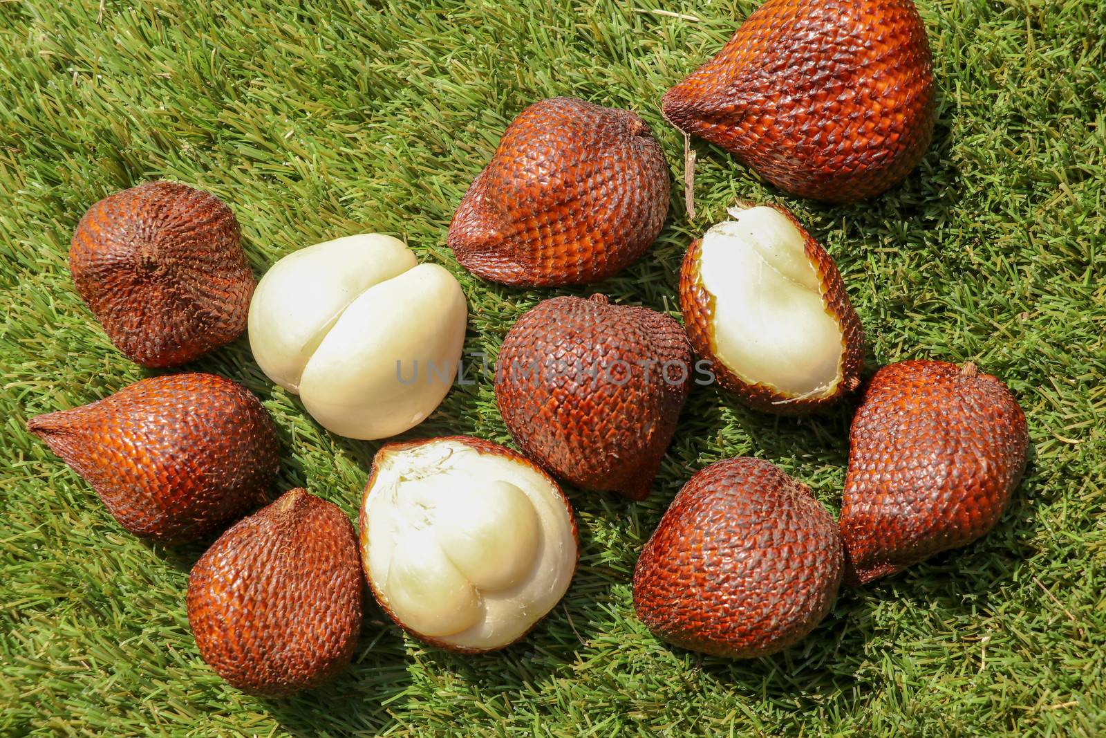 Salak pondoh is one of the salak cultivars that grow mostly in the area of Sleman. Sweet Salacca zalacca or Snake fruit isolated on green background. The taste of Salak fruit is delicious.