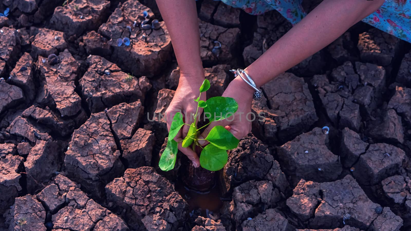 Hands holding a tree growing on cracked ground. global warming theme human hands defending green grass sprout rising from rainless cracked ground. Concept save the world 