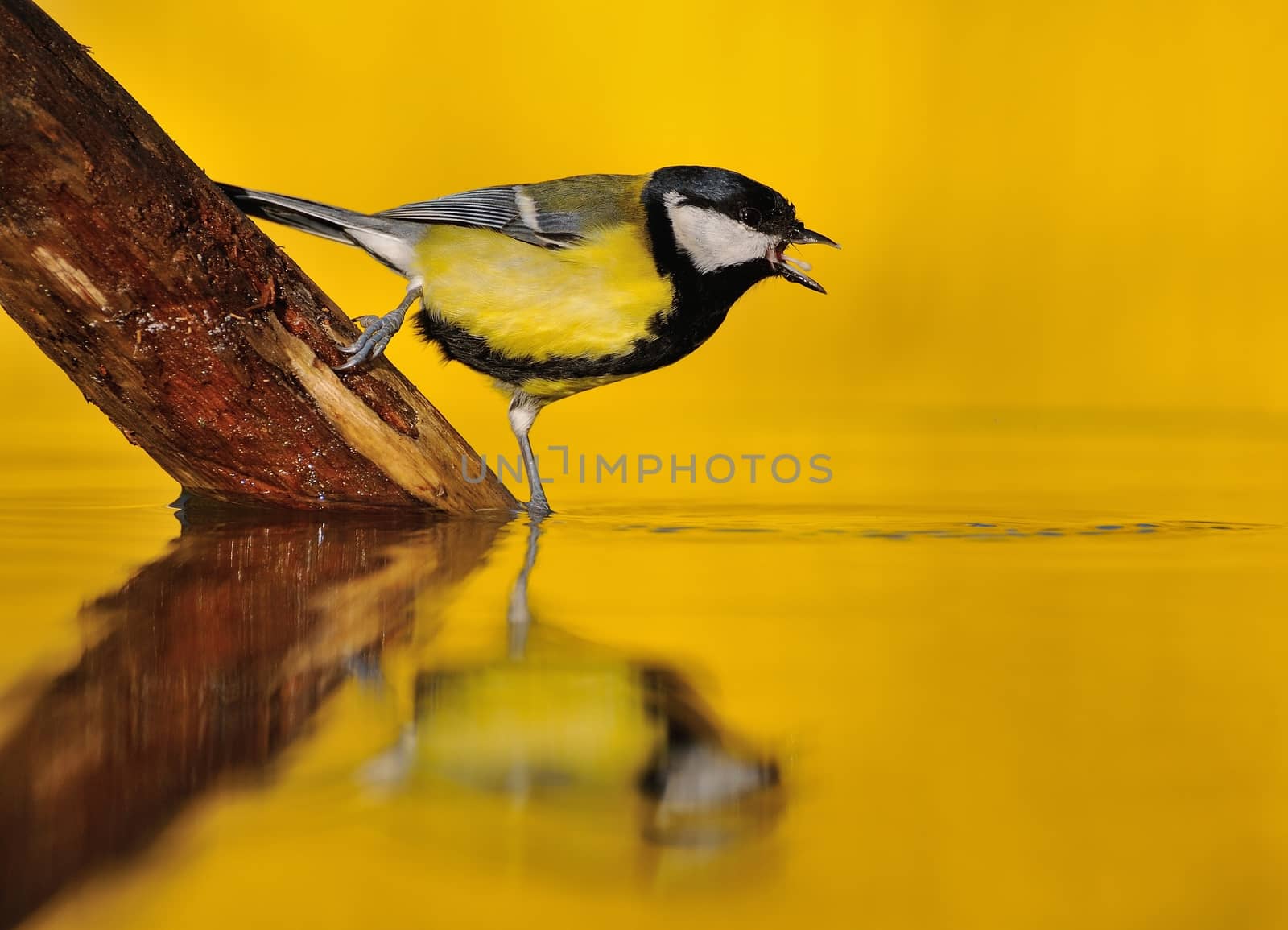 Great tit drinking water in the pond with the golden light of sunset in the background.