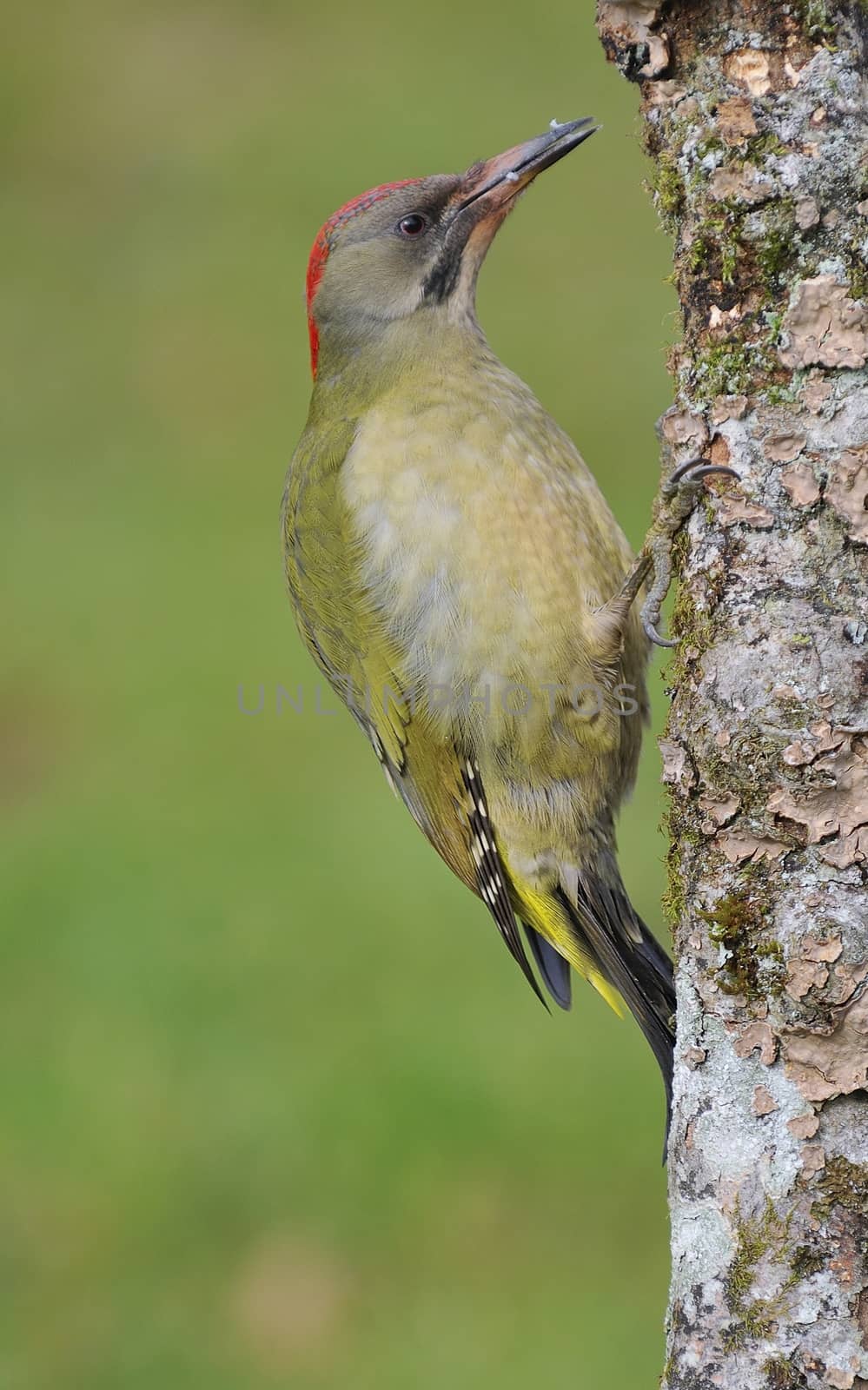 Male european green woodpecker on a branch by CreativePhotoSpain