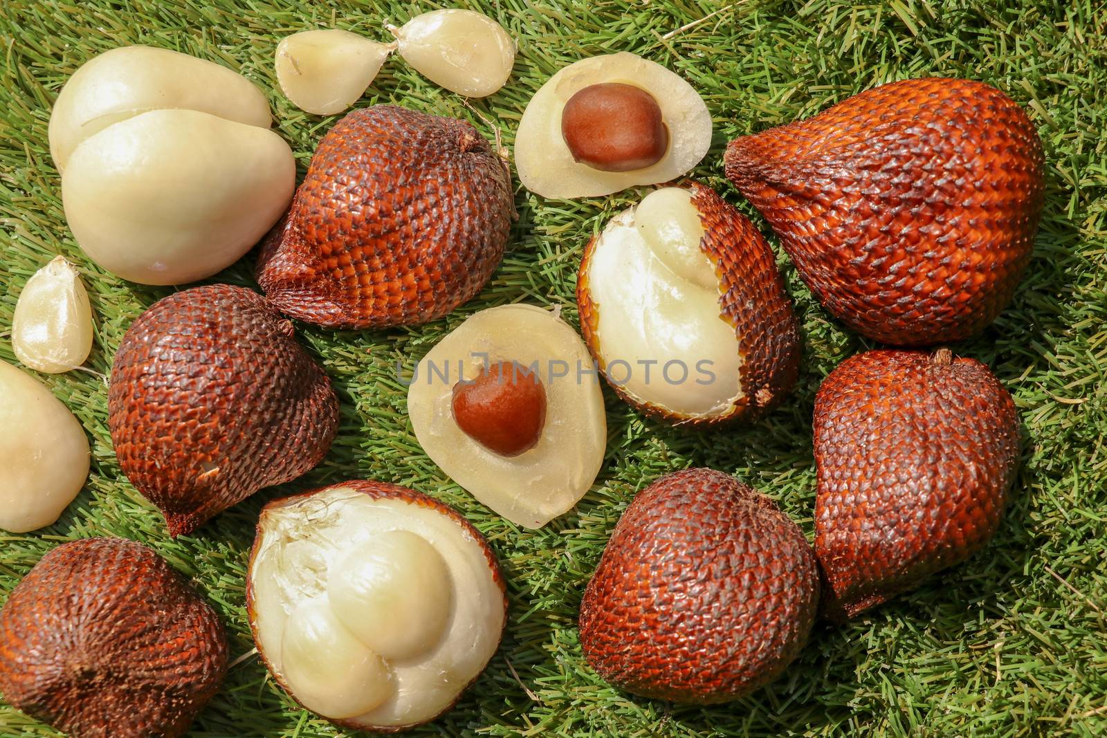 Salak pondoh is one of the salak cultivars that grow mostly in the area of Sleman. Sweet Salacca zalacca or Snake fruit isolated on green background. The taste of Salak fruit is delicious.