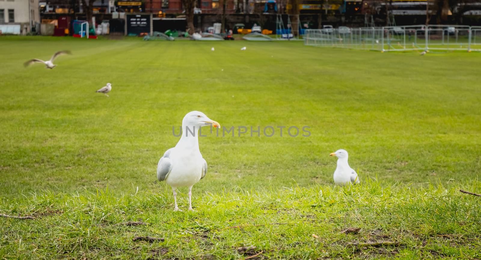 Gulls wandering on the lawn in Dublin, Irland in winter day