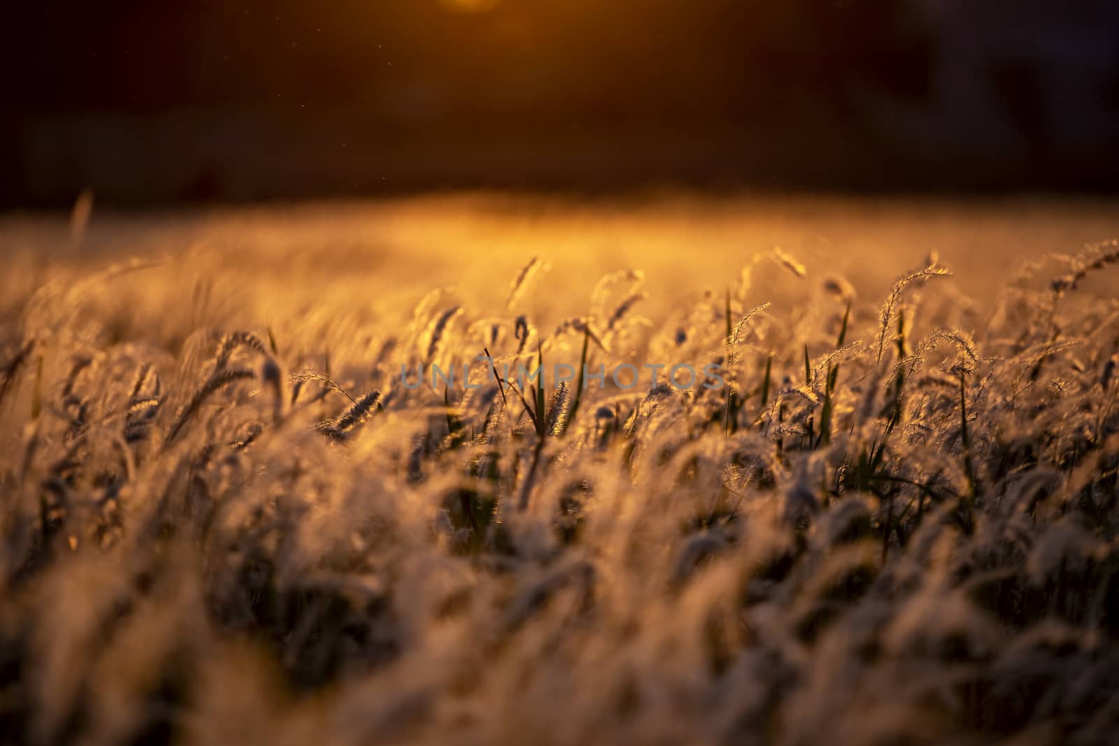 White dry autumn grass on meadow Close-Up with bright sunlight.  by numberone9018