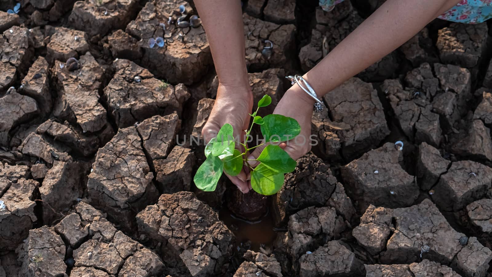 Hands holding a tree growing on cracked ground. global warming theme human hands defending green grass sprout rising from rainless cracked ground. Concept save the world 