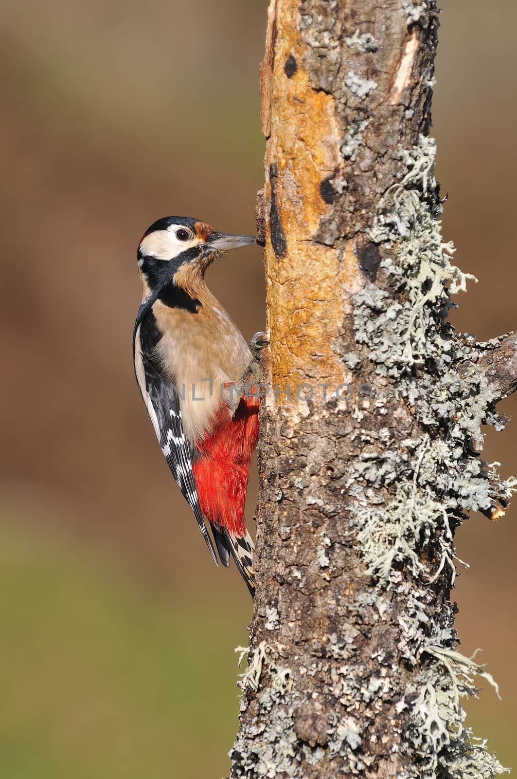 Great spotted woodpecker perched on a log. by CreativePhotoSpain