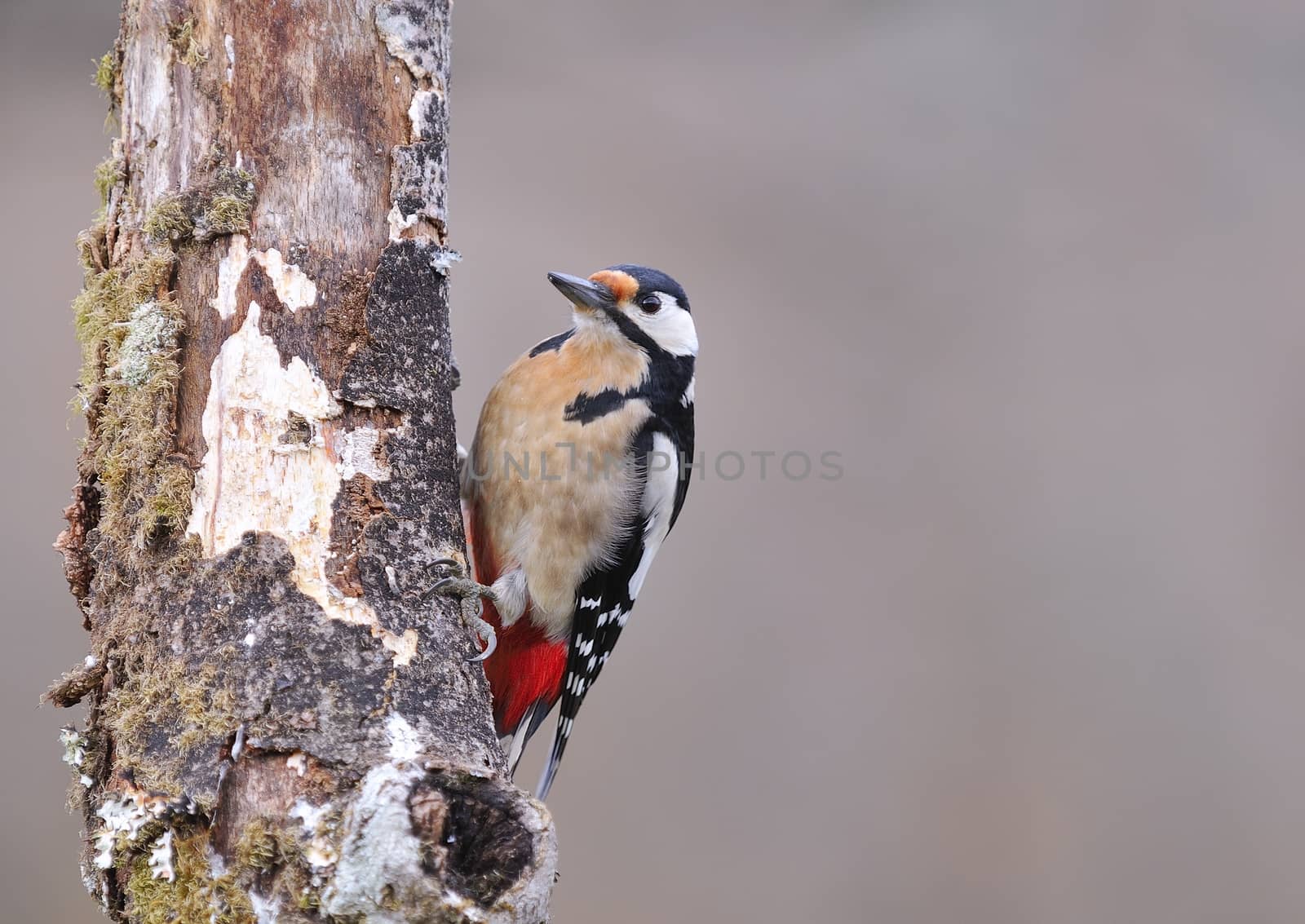 Great spotted woodpecker perched on a log.