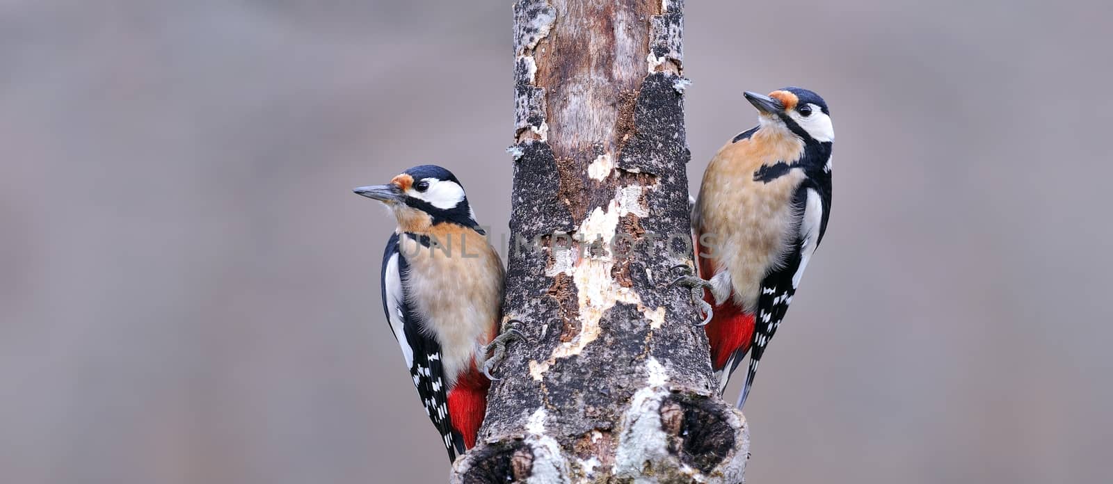 Two great spotted woodpecker perched. by CreativePhotoSpain