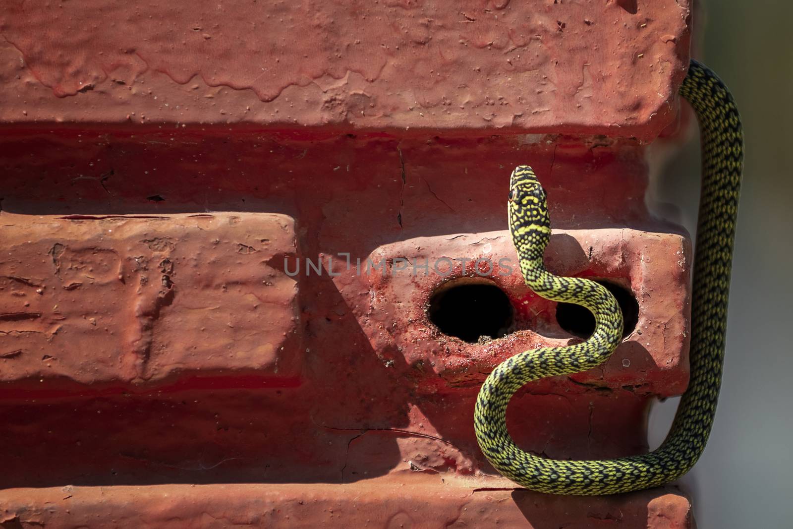 The snake climbed up on the red brick wall and raised his neck. by numberone9018