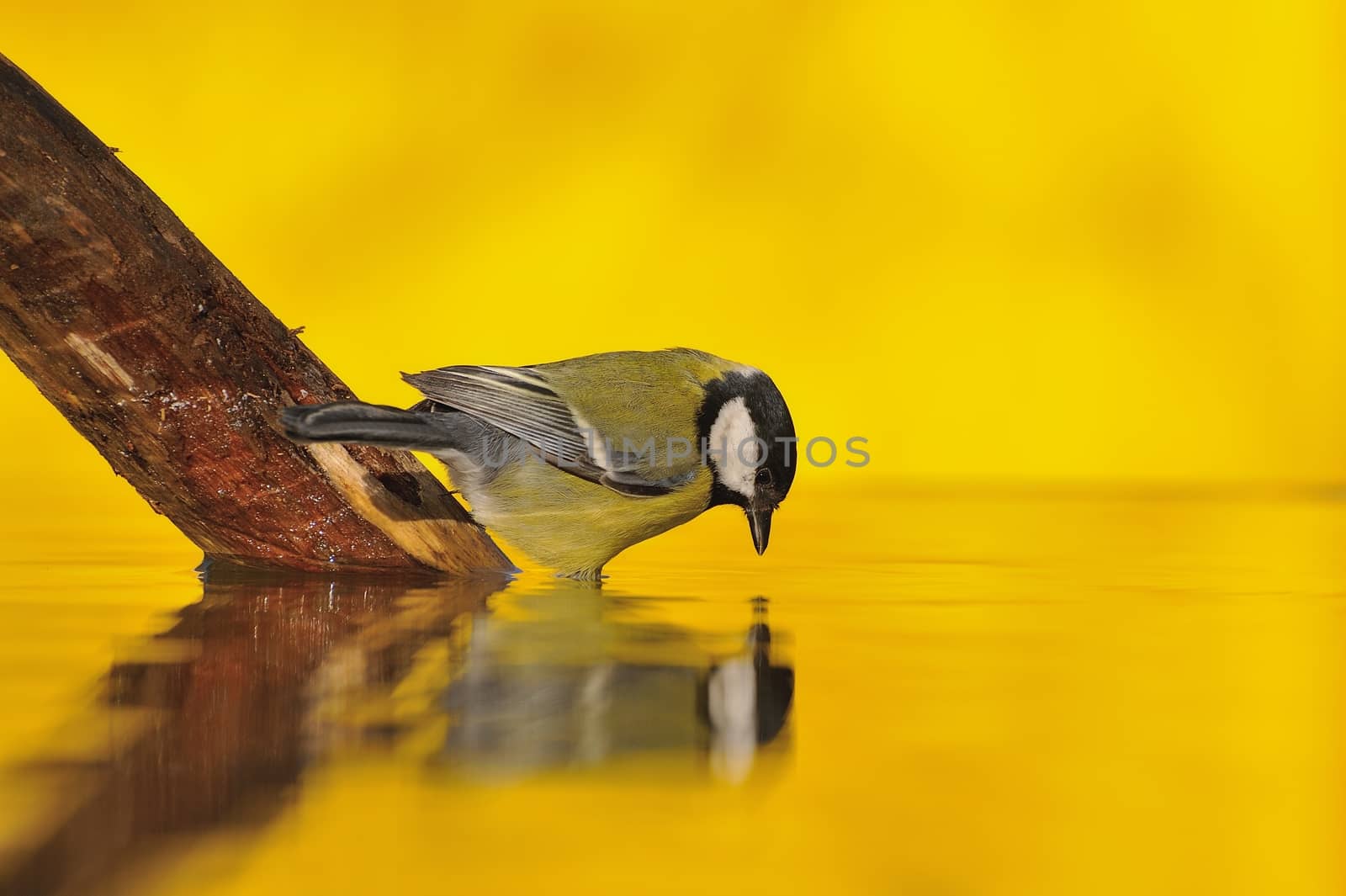 Great tit drinking water in the pond with the golden light of sunset in the background.