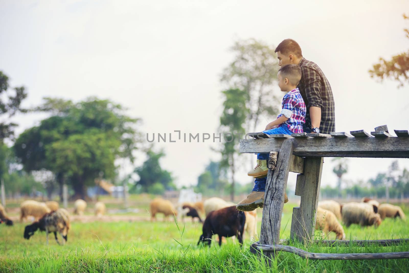 Father and son sat looking at the sheep on their farm and pointing their hands toward the sheep happily.