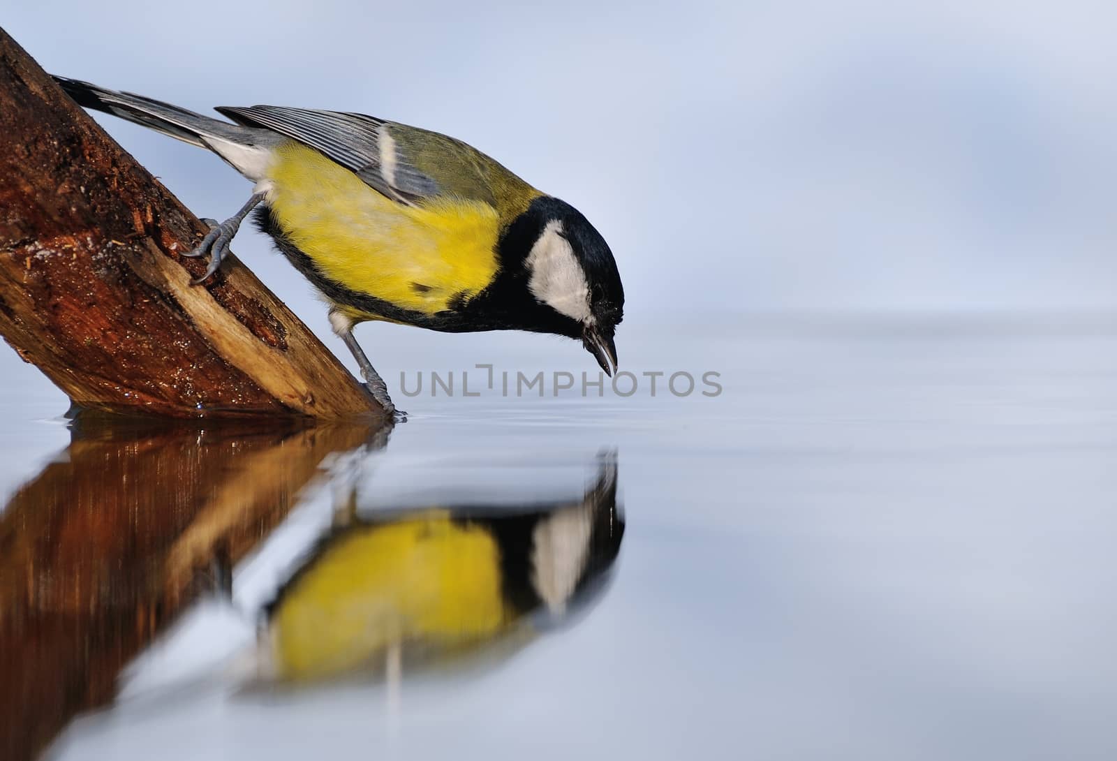 Great tit drinking water in the pond. by CreativePhotoSpain