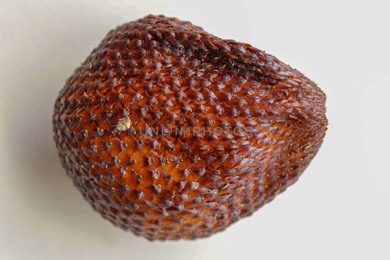 Close up of single piece of Snake fruit. Top view of single healthy fruit. Salak pondoh is one of the salak cultivars that mostly grows in area of Bali. Macro photo of Sweet Salacca zalacca.
