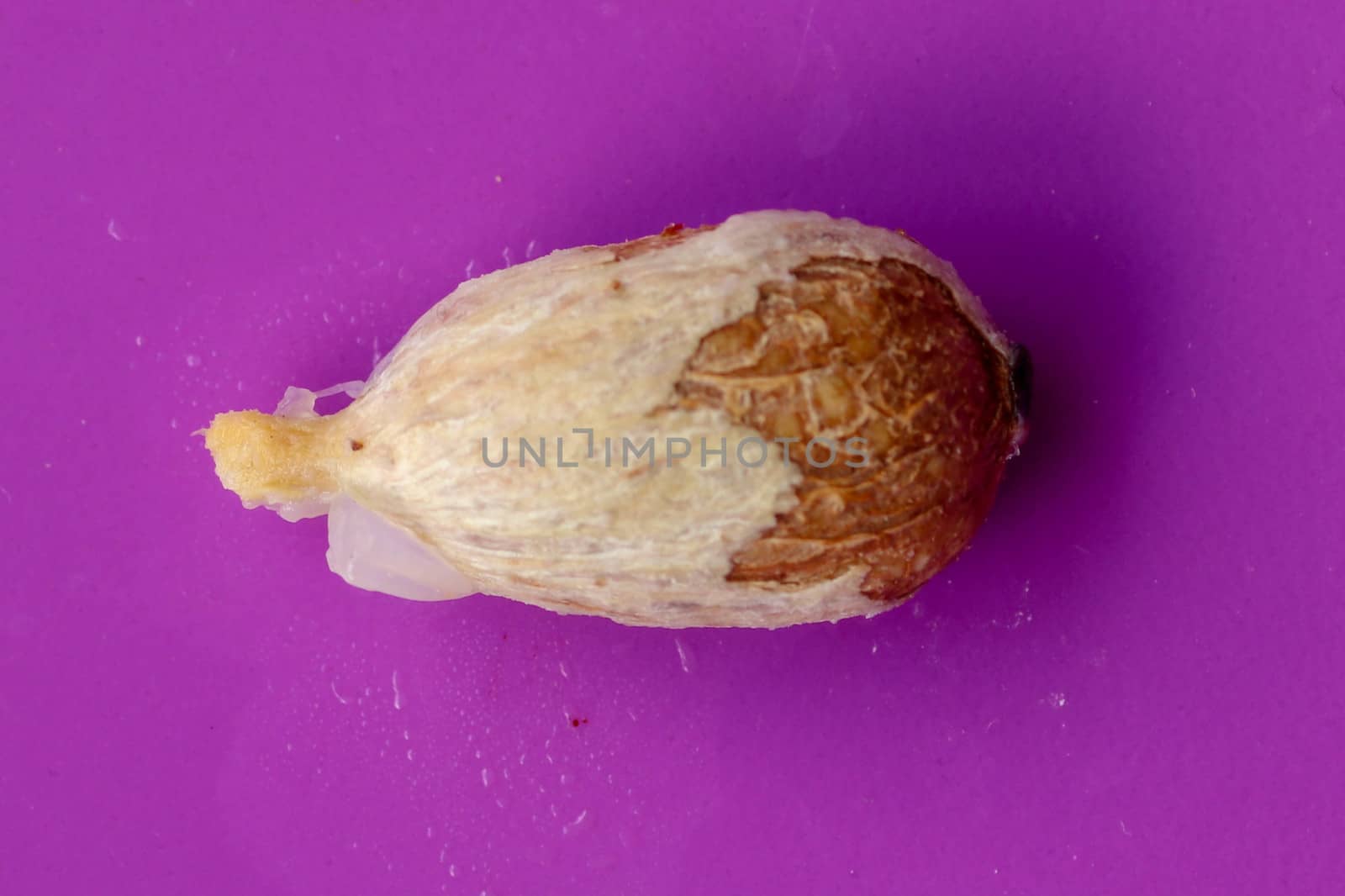 One piece of fresh red rambutan isolated on white background. Top view of a seed of Nephelium lappaceum fruit. Rambutan seed close-up macro, isolated.