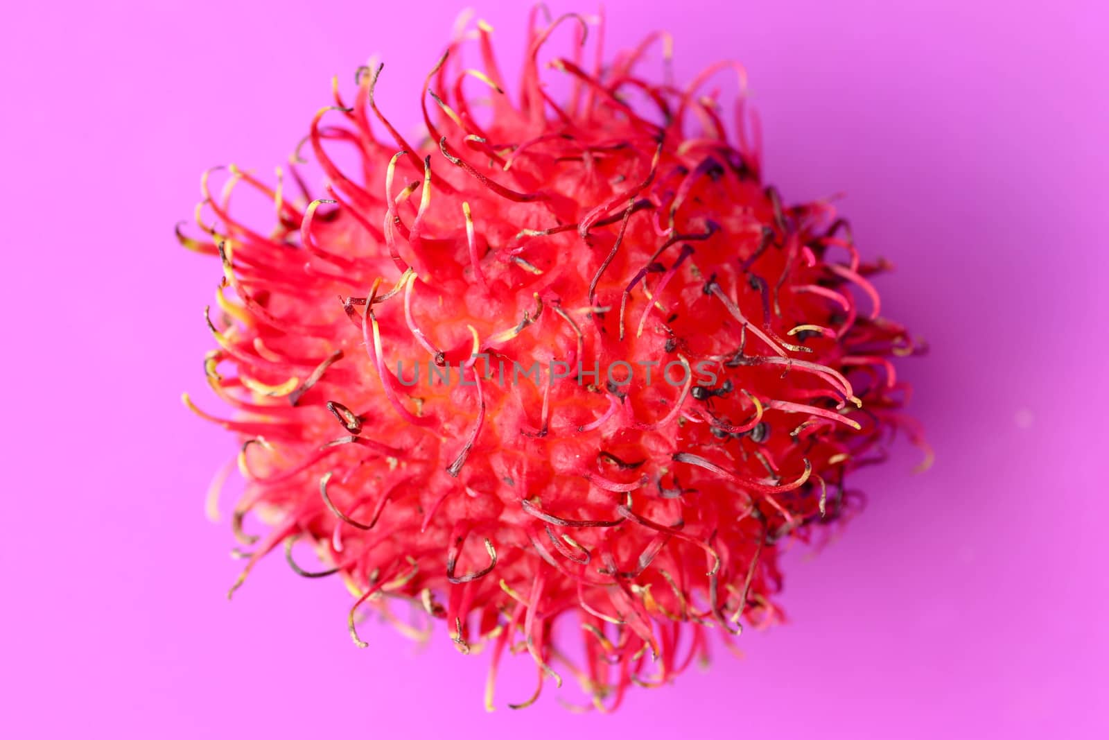 Close up of single Rambutan fruit on purple background. Top view of single healthy fruit. Ready to Eat Sweet Bali Fruit. Fruit is rounded oval single-seeded berry covered with fleshy pliable spins.