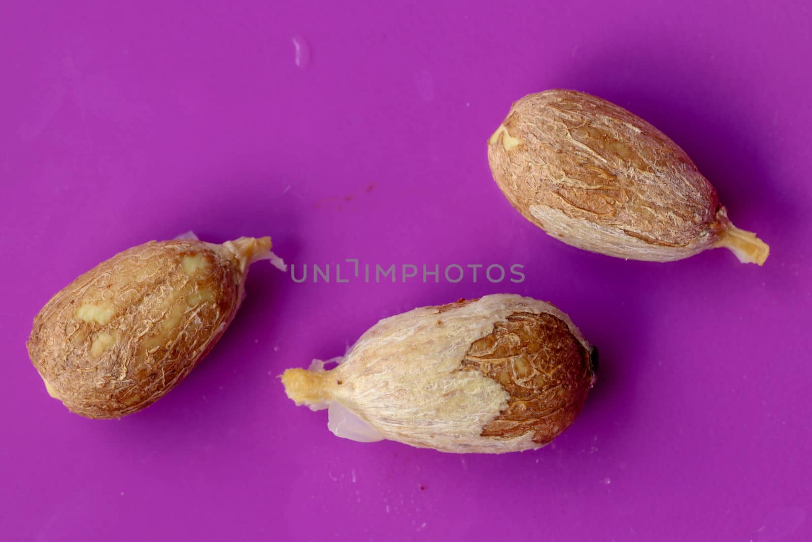 A few pieces of seed fresh red rambutan isolated on purple background. Top view of a seed of Nephelium lappaceum fruit. Rambutan seeds close-up macro, isolated.