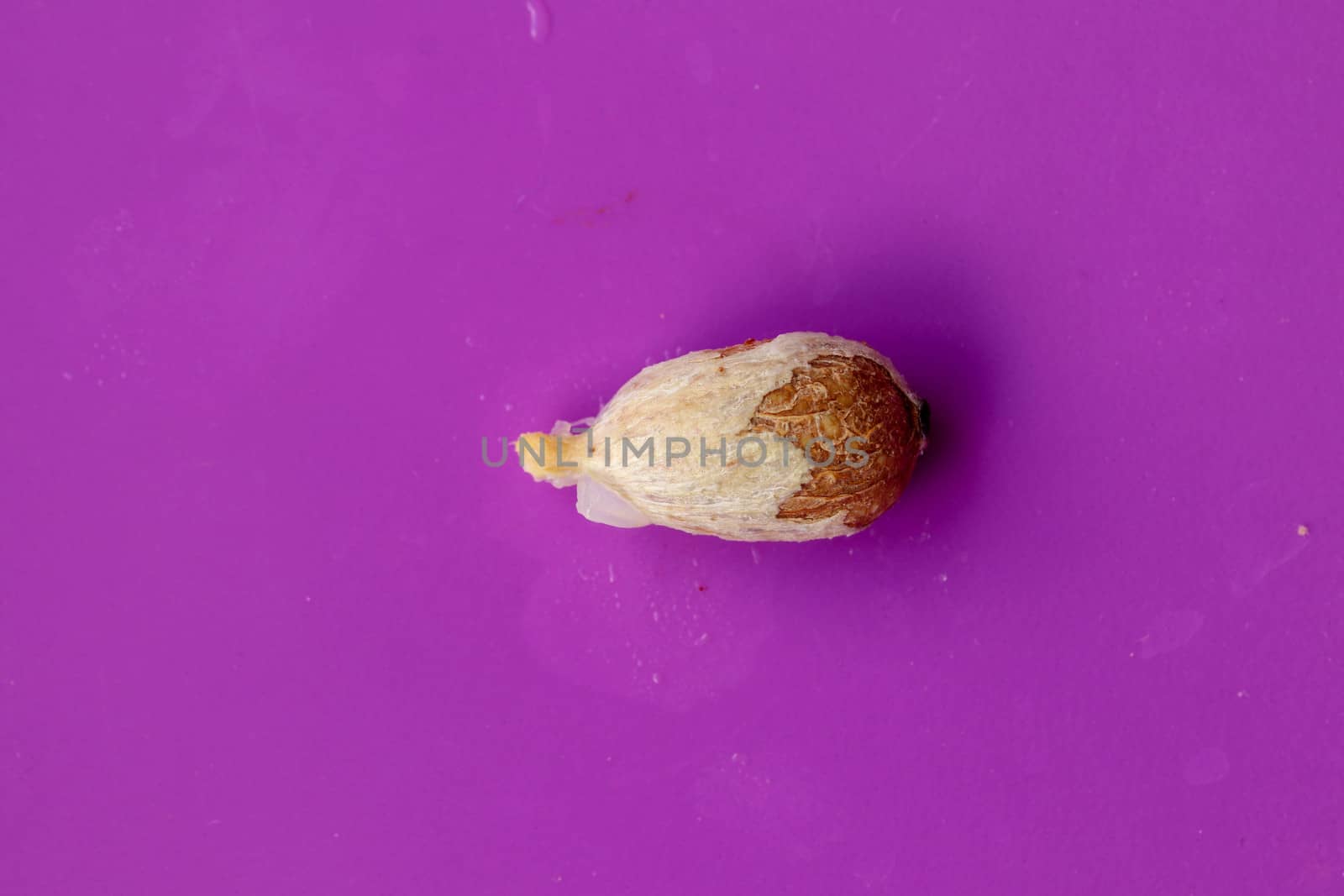 One piece of fresh red rambutan isolated on white background. Top view of a seed of Nephelium lappaceum fruit. Rambutan seed close-up macro, isolated.