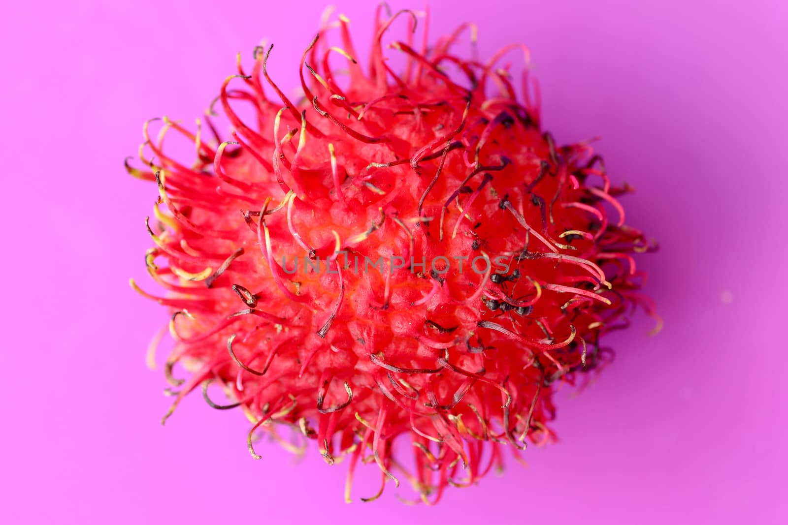 Close up of single Rambutan fruit on purple background. Top view of single healthy fruit. Ready to Eat Sweet Bali Fruit. Fruit is rounded oval single-seeded berry covered with fleshy pliable spins.