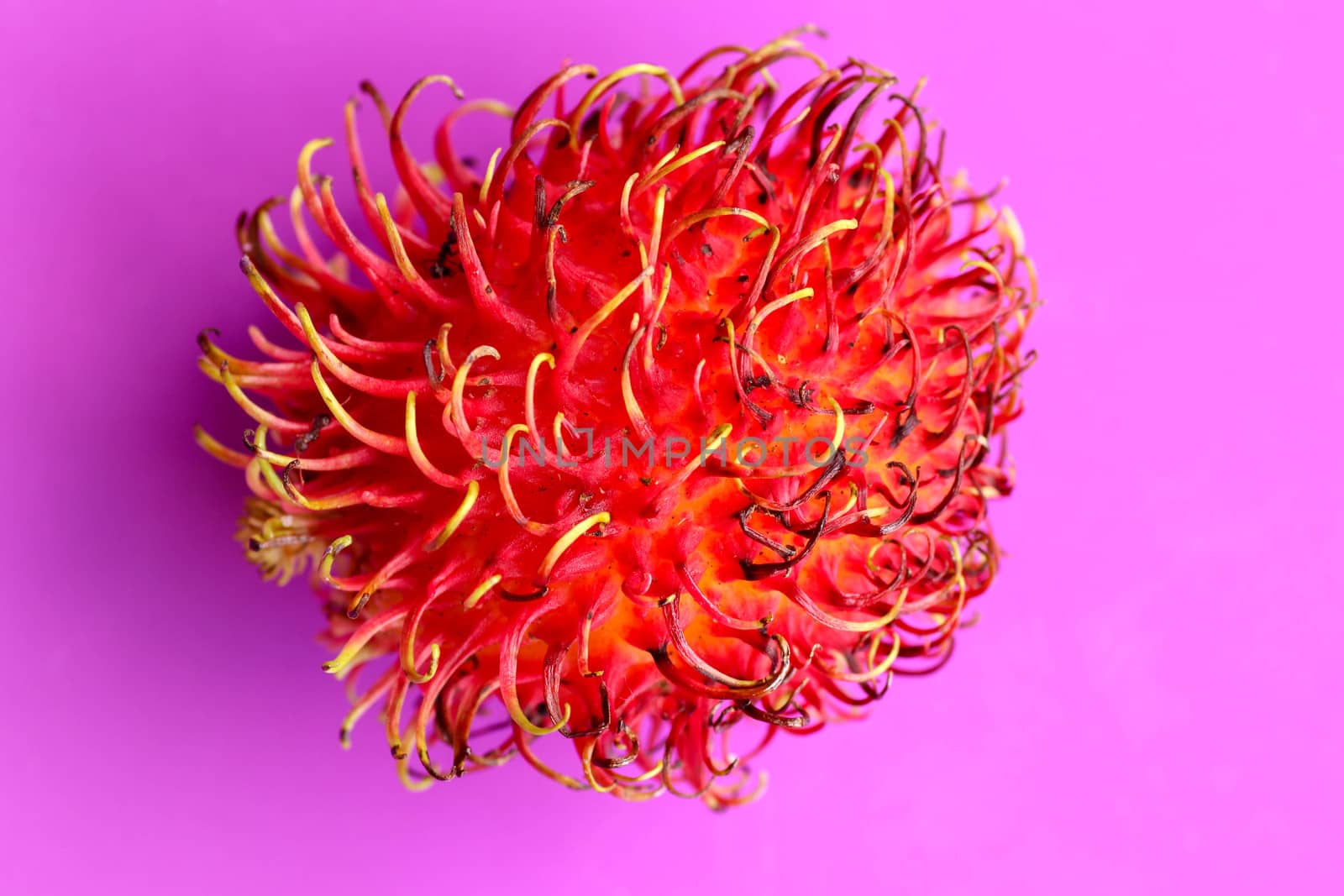 Close up of single Rambutan fruit on purple background. Top view of single healthy fruit. Ready to Eat Sweet Bali Fruit. Fruit is rounded oval single-seeded berry covered with fleshy pliable spins.