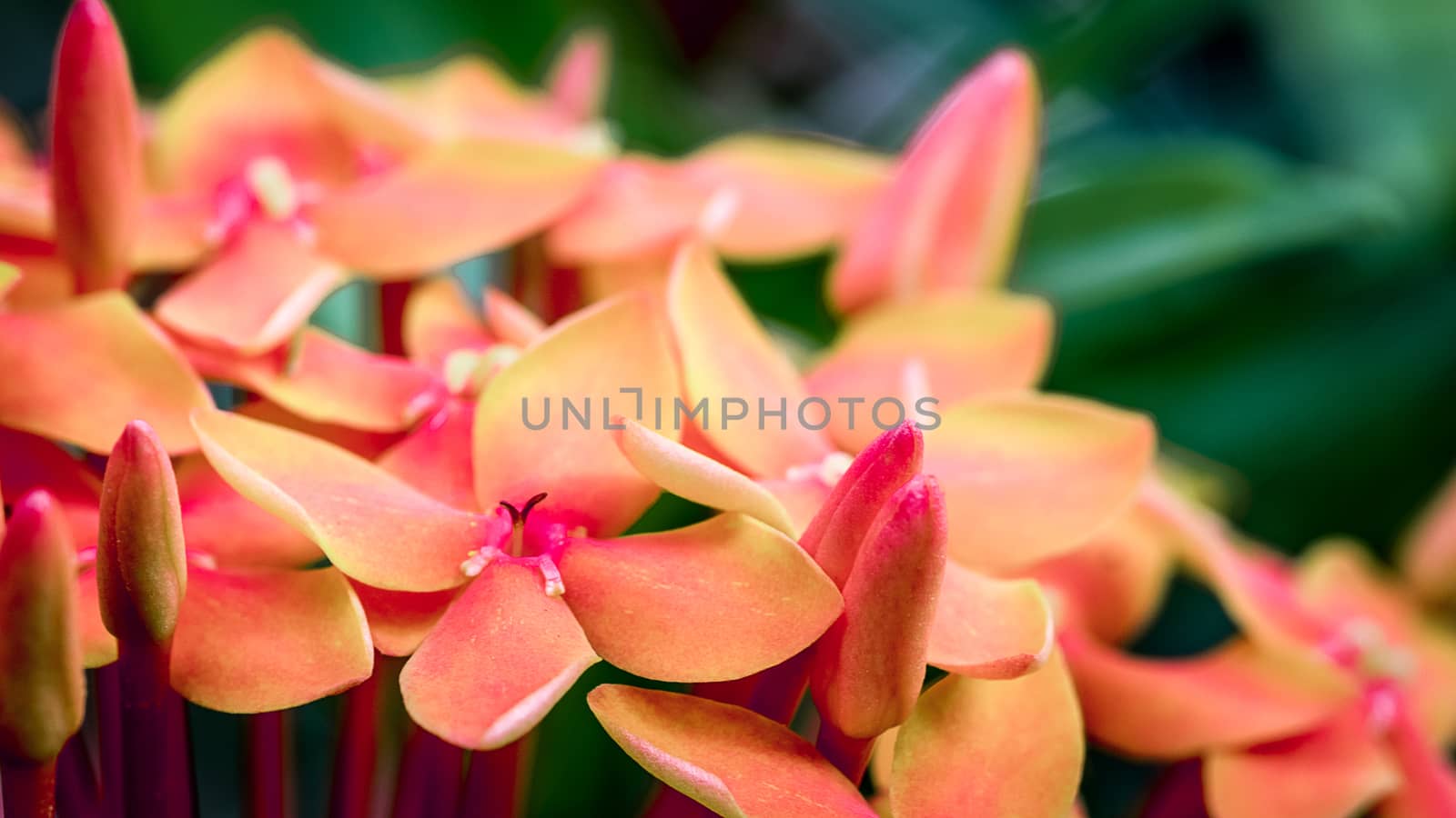 Close up shot of red Ixora flower.