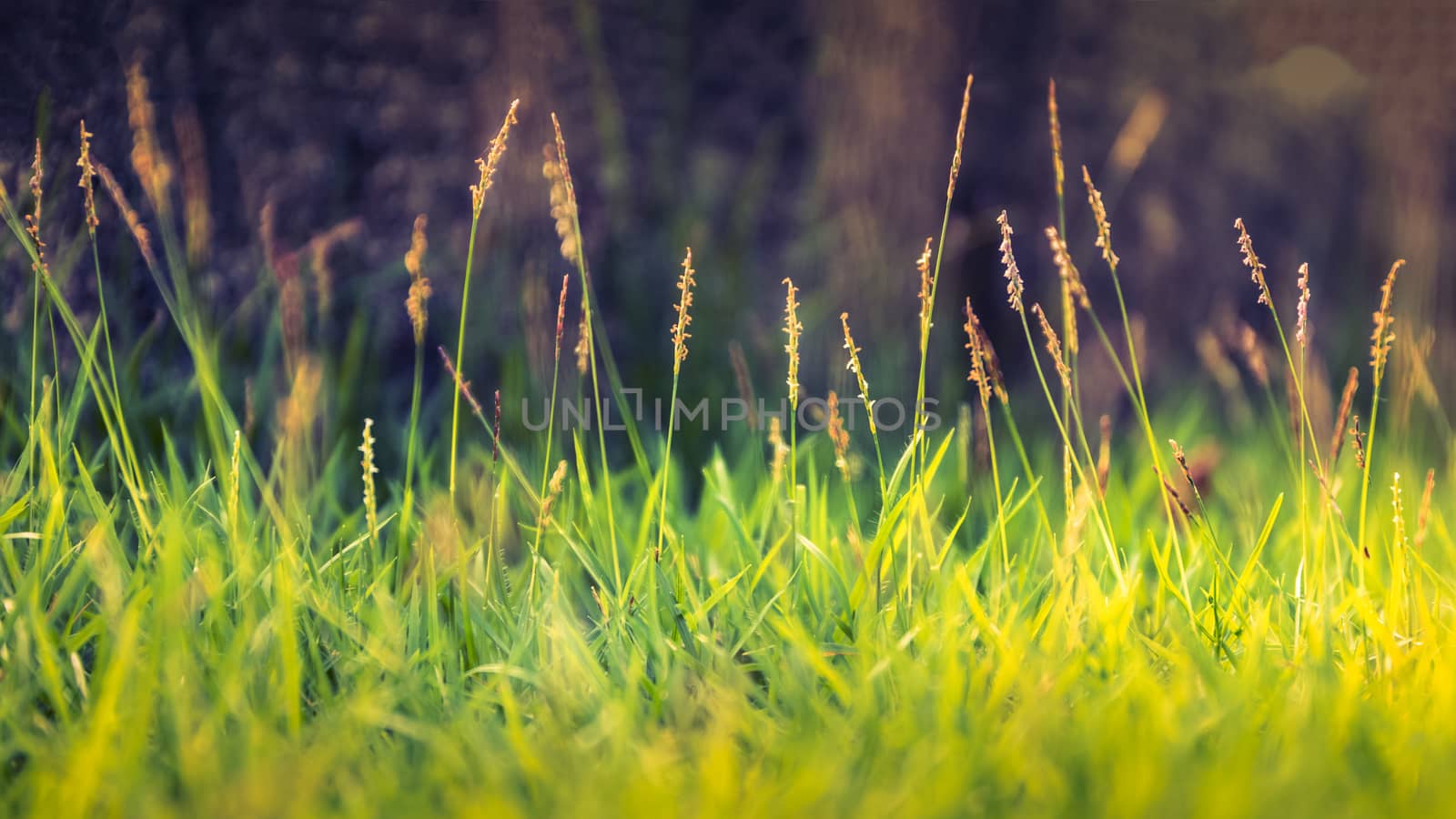 Green grass background with golden sunlight in summer.
