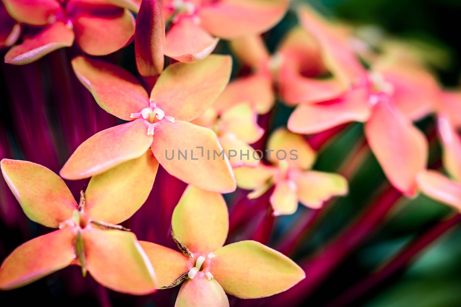 Macro shot of red Ixora flower in garden.