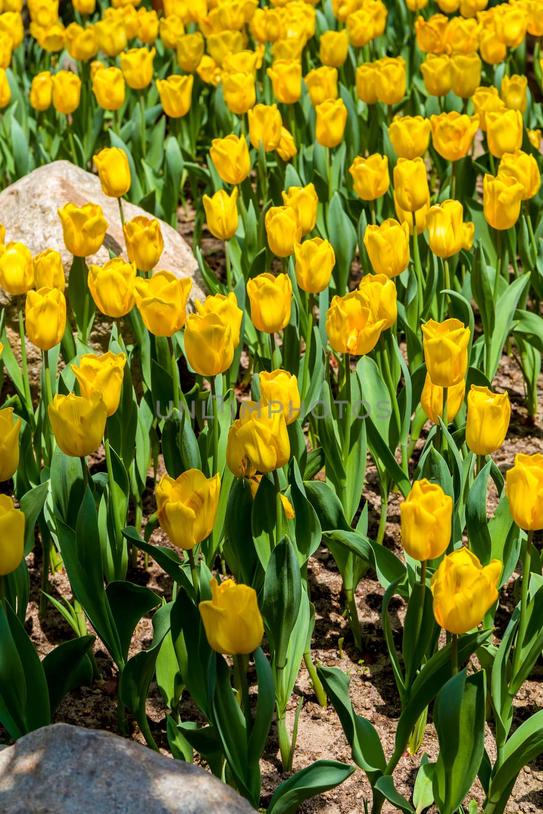 Flower blossom in garden of summer season