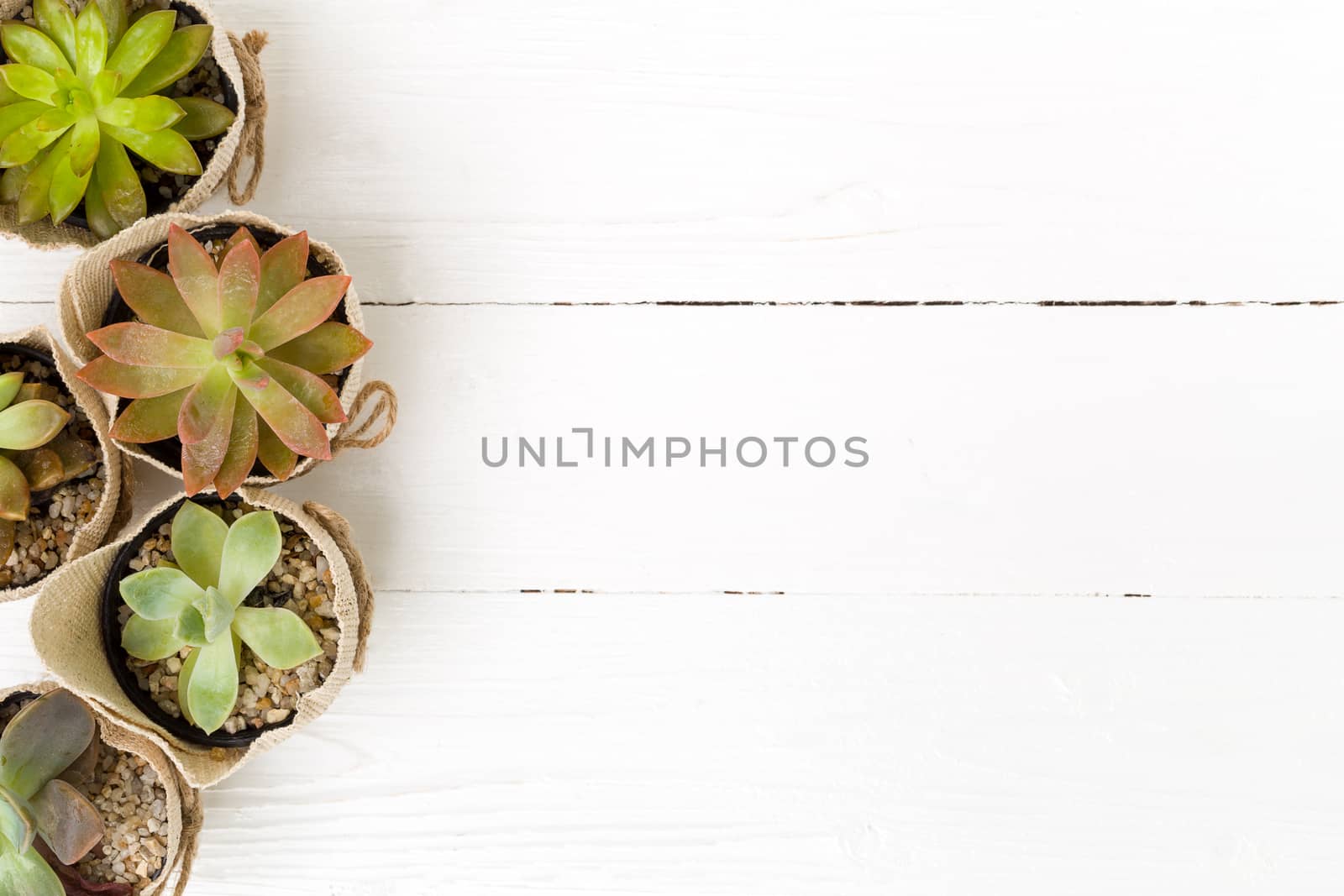 Kalanchoe in small pot on white background.