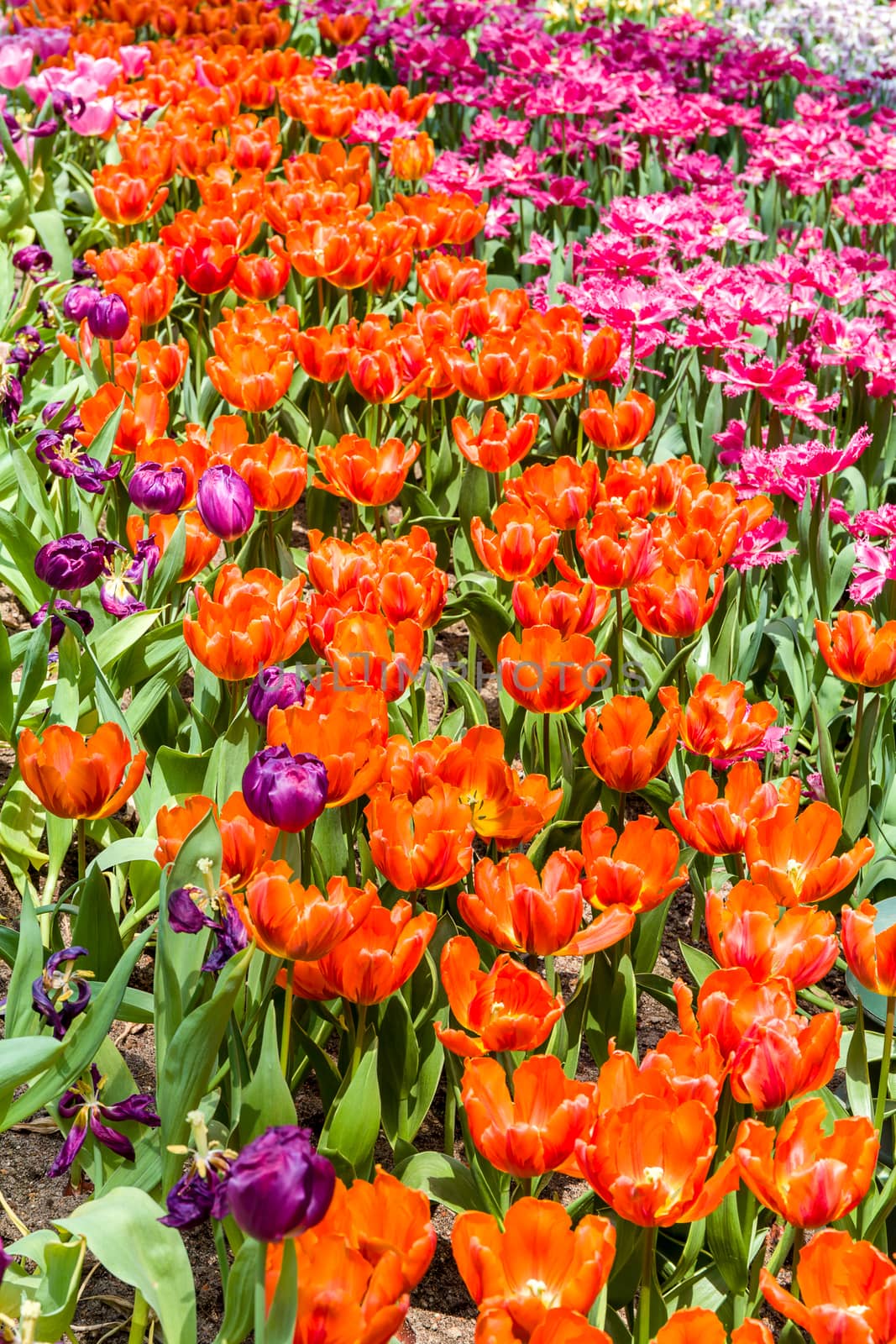 Tulip flowers in different colors in field.