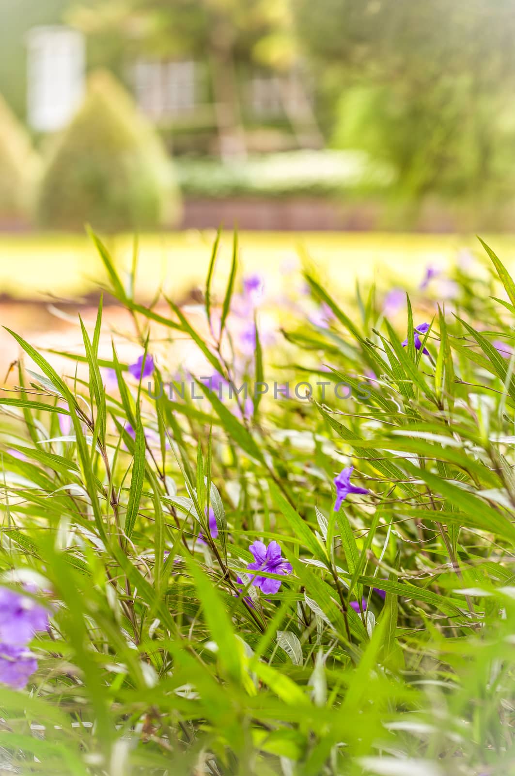 Violet or purple flowers in sunrise or sunset moment.