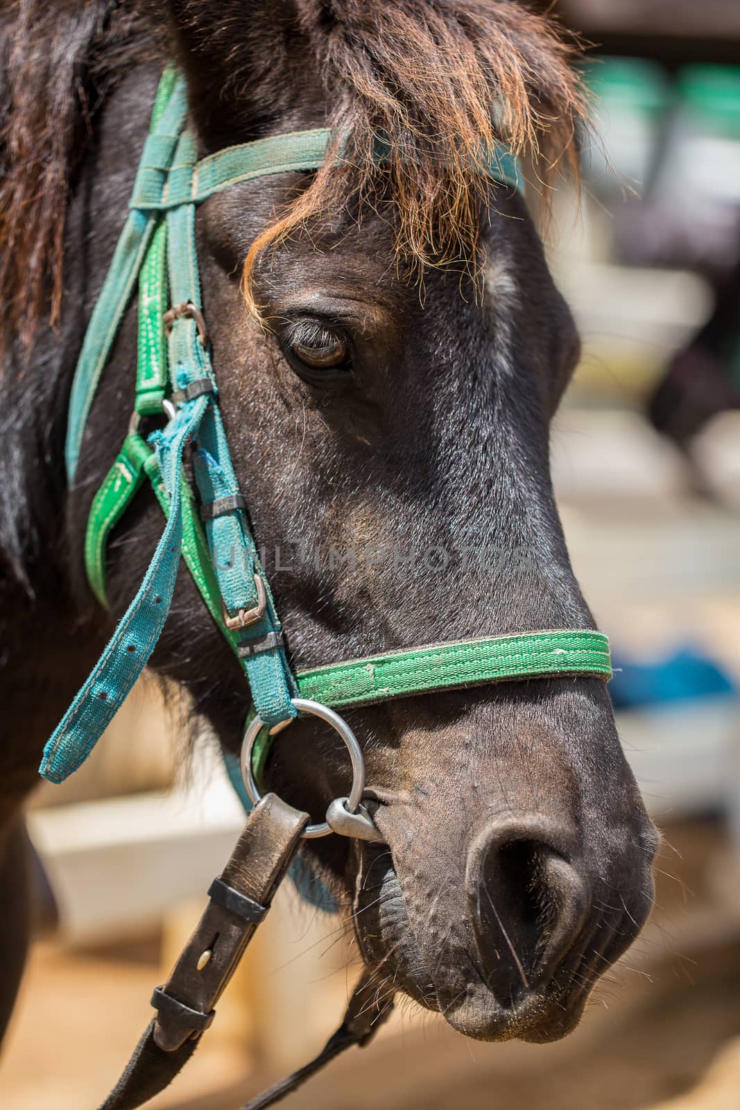 Horse portrait in head shot in HDR.