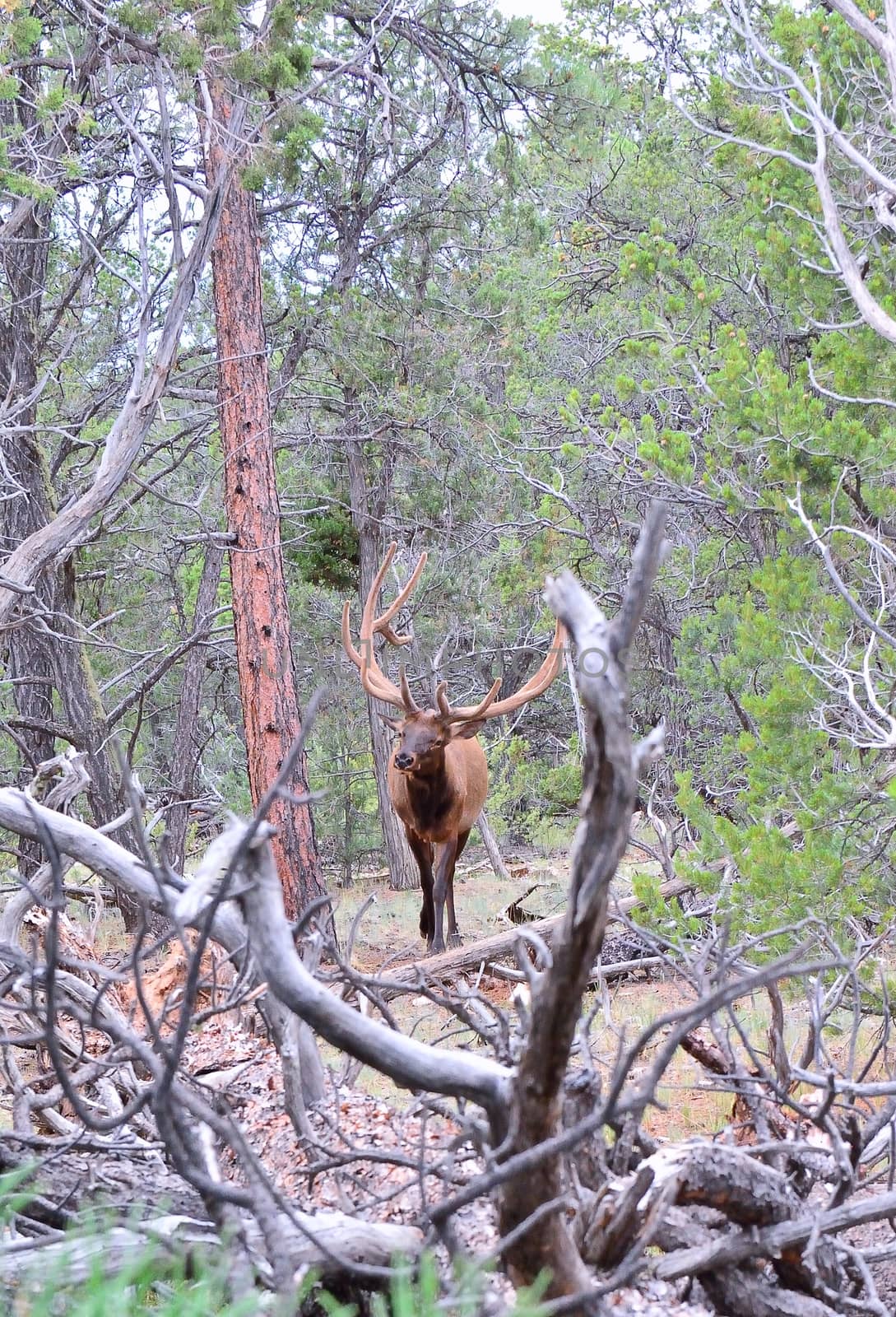 Full view of a Roosevelt wapiti with velvet covered antlers