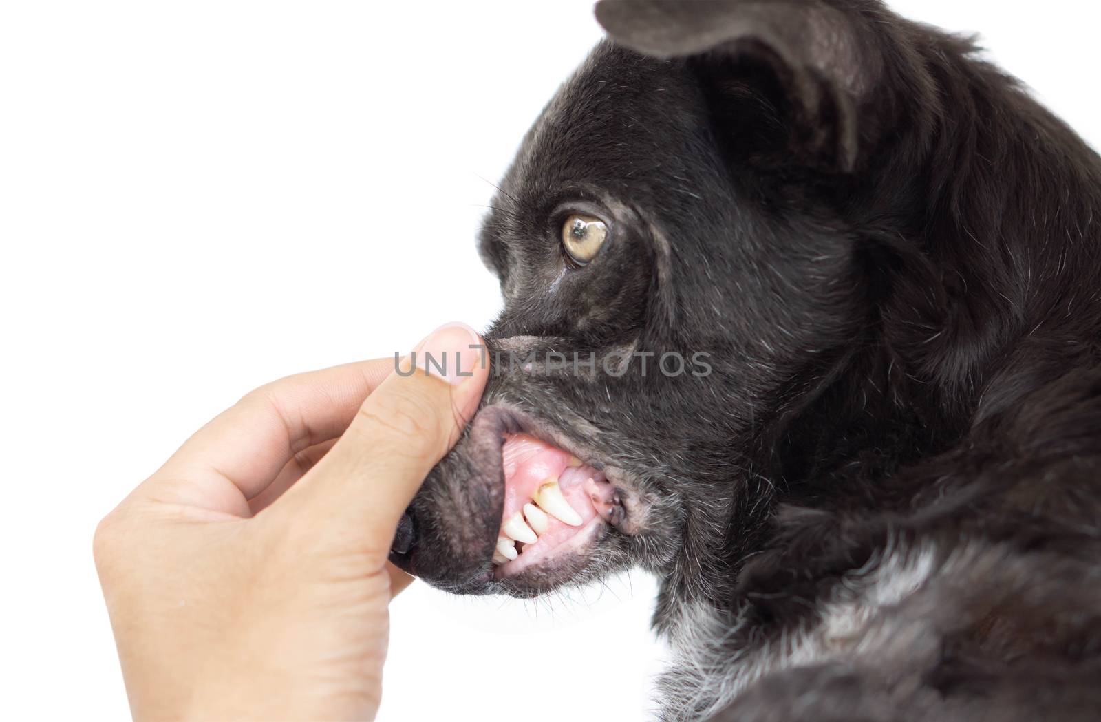 Closeup teeth of dog with tartar, pet health care concept, selective focus