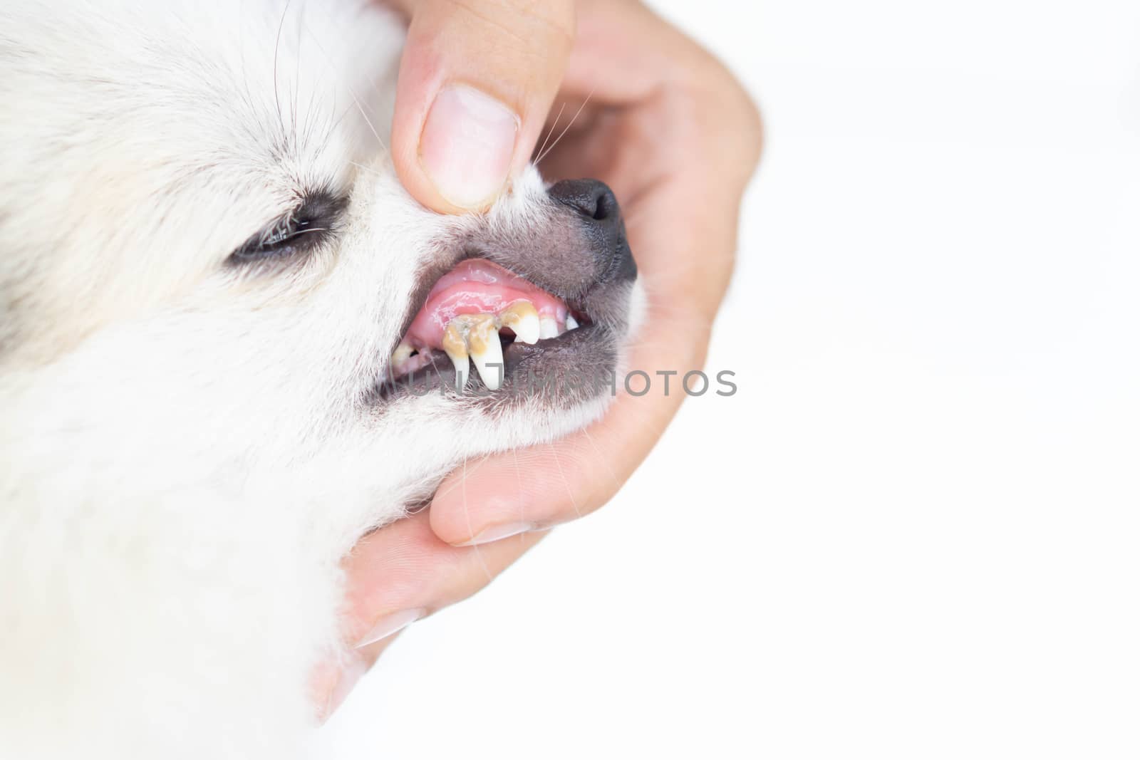 Closeup teeth of dog with tartar, pet health care concept, selective focus