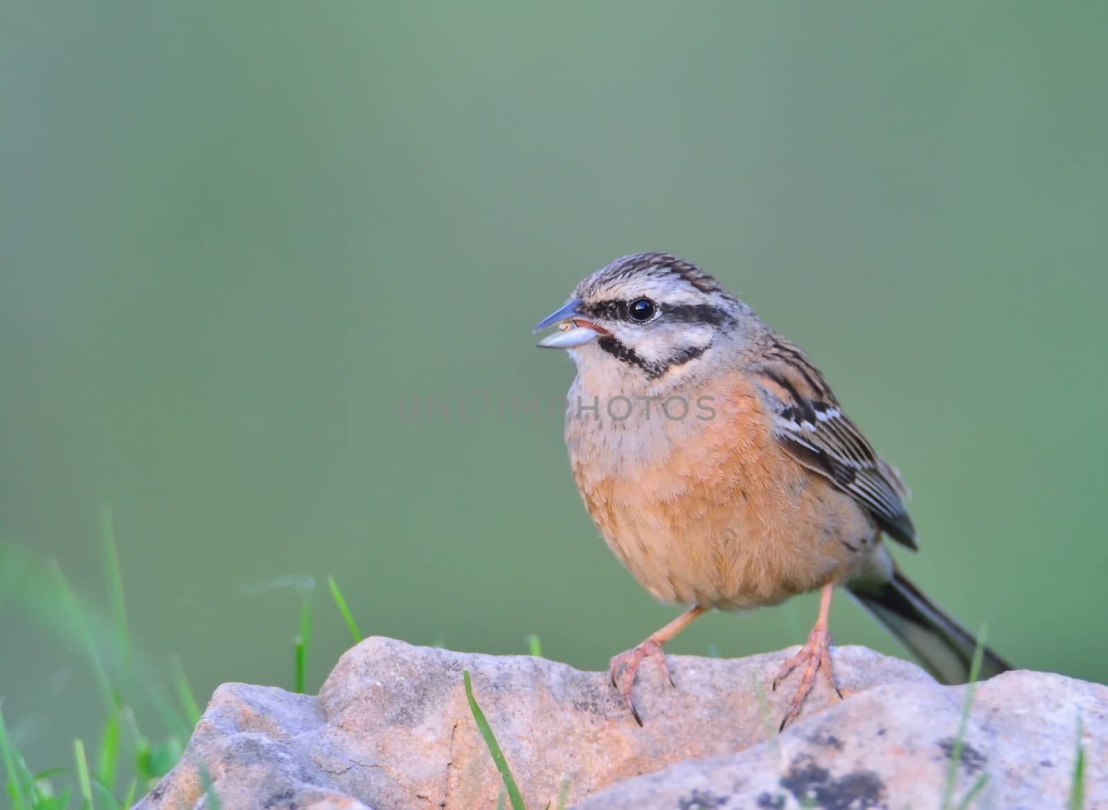 Rock bunting, emberiza cia, single bird on a stone.