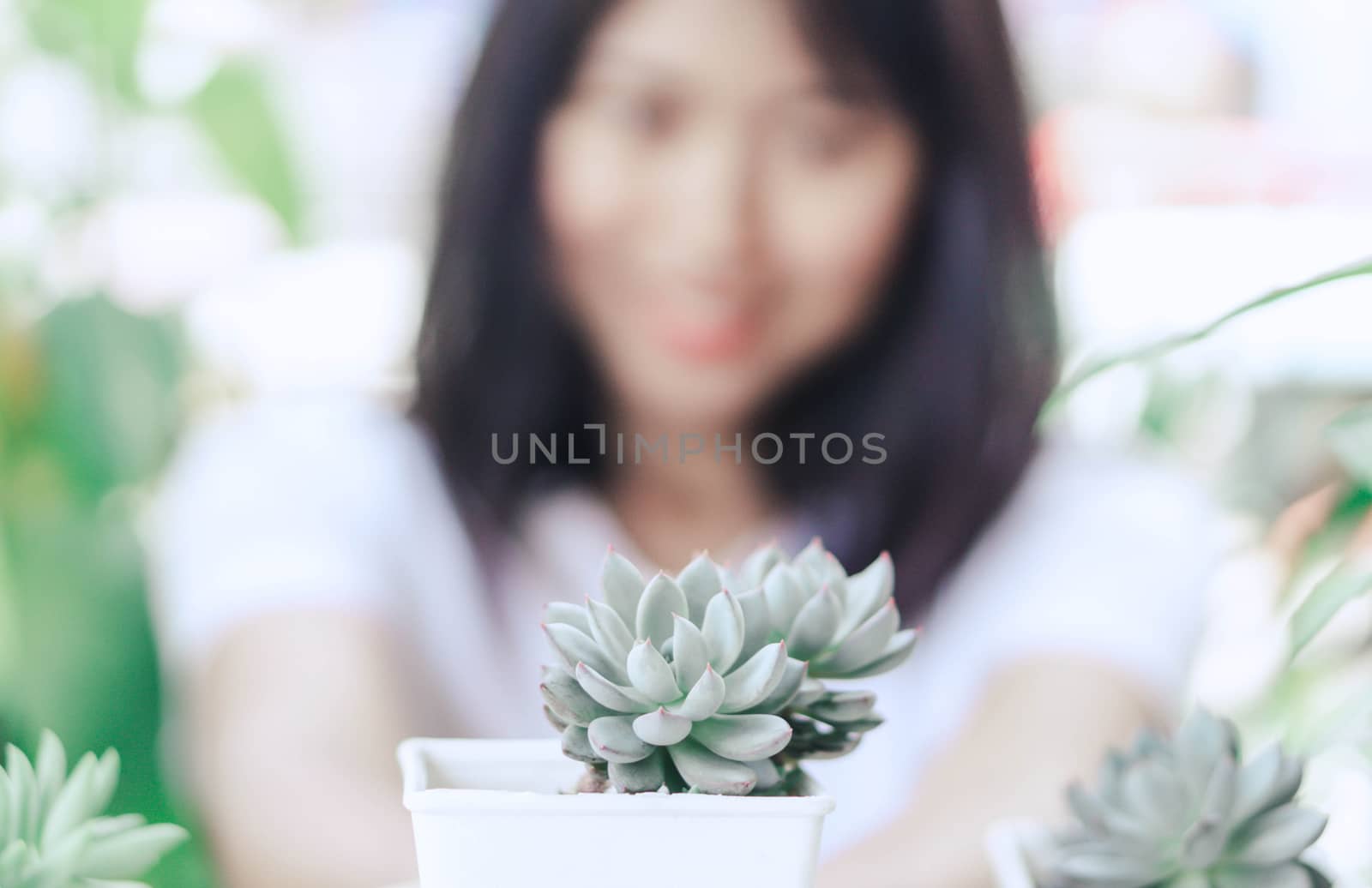 Woman hand holding succulent plant in pot for decoration with vi by pt.pongsak@gmail.com
