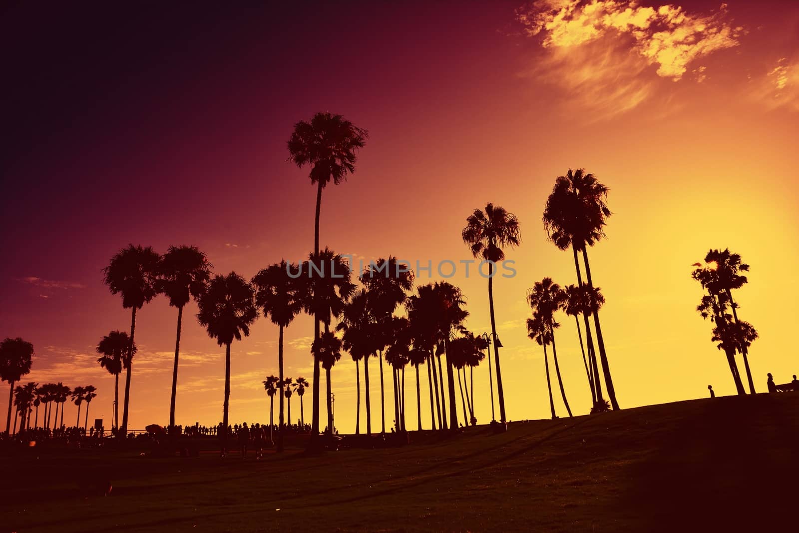 Silhouettes of palms trees in Venice Beach at sunset.