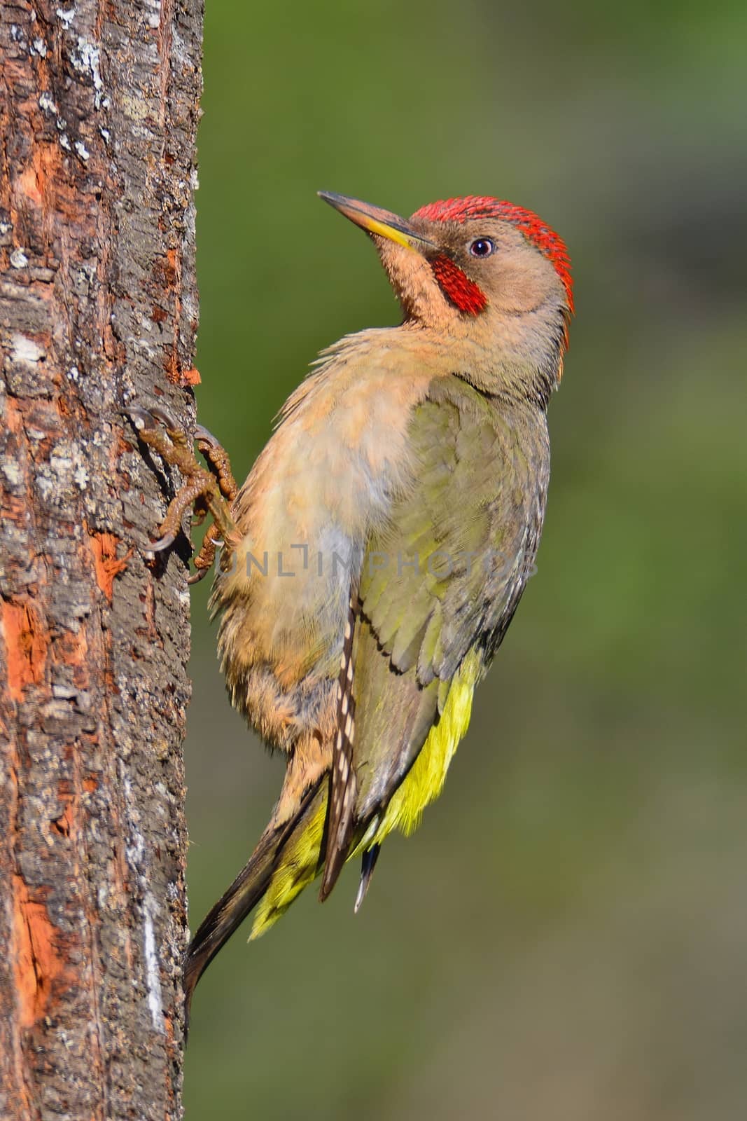 Male european green woodpecker perched on a branch.