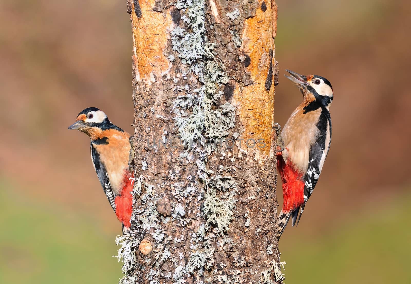 Two great spotted woodpecker perched on a log.